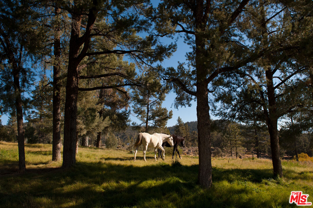 33224 Seymour Canyon Rd