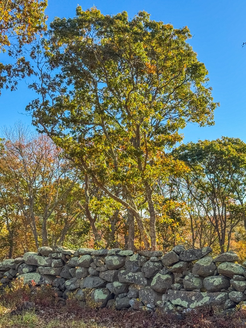 31 Tower Lane and 34 Ebens Lane