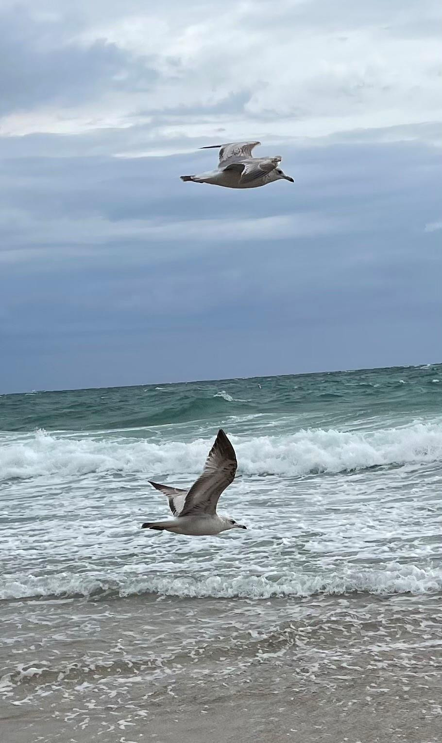 4629 Poinciana Street 314, Lauderdale-By-The-Sea Unit: 314