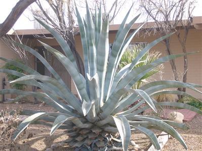 5942 E Calle Silvosa