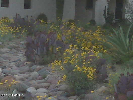 5121 N Amapola Place