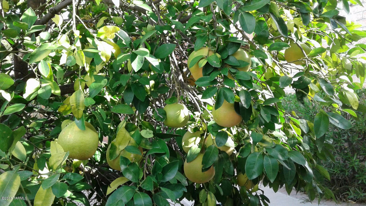 6710 E Loma Del Bribon