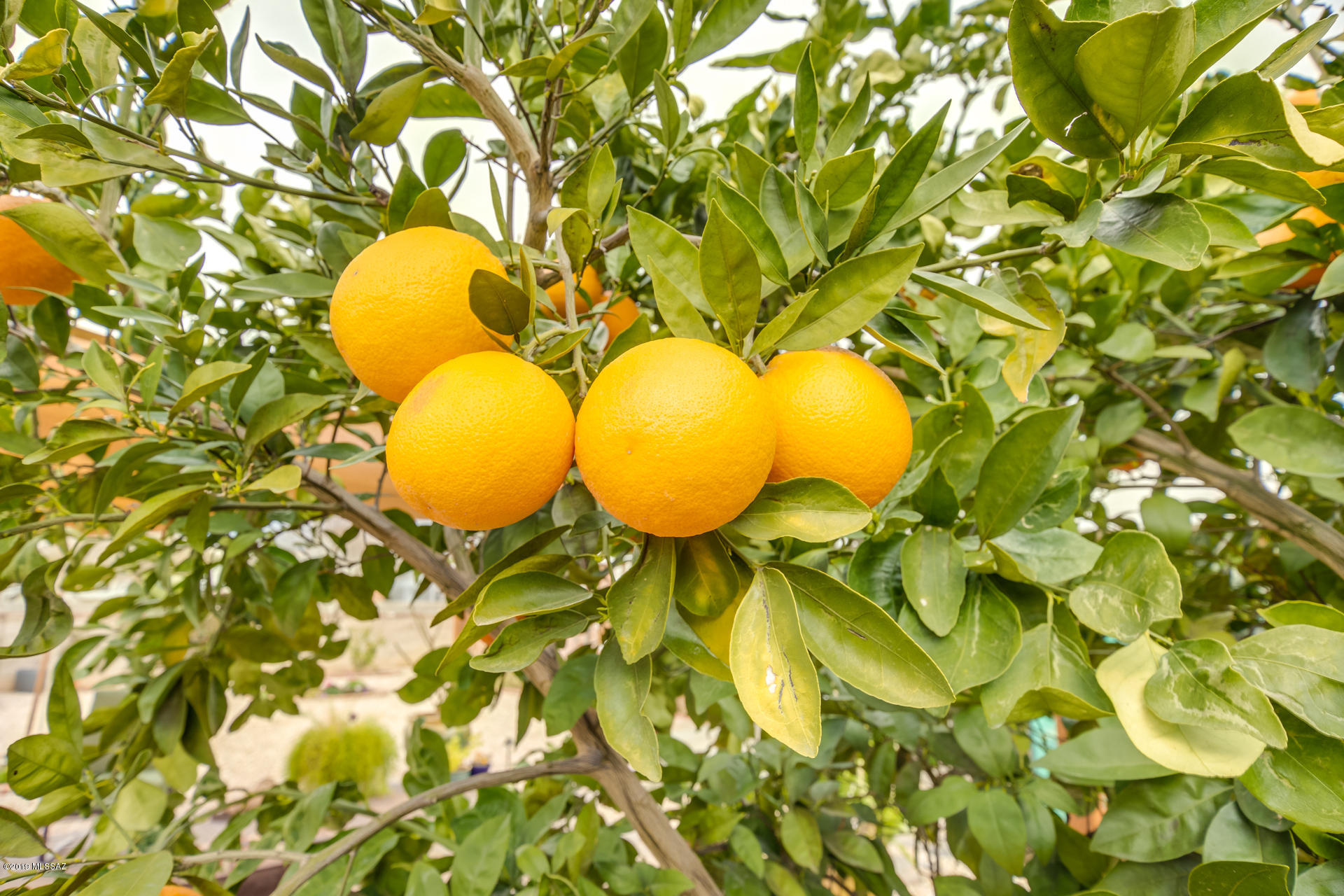 410 S Harvard Avenue