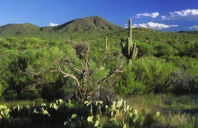 9485 S Old Soldier Trail