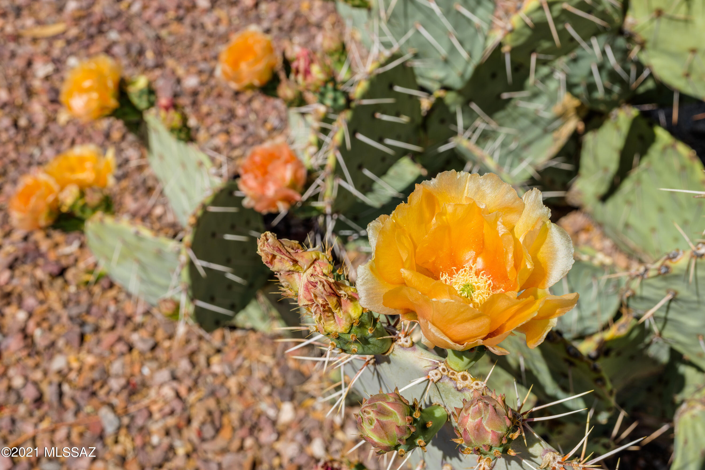 5265 N Strada de Rubino