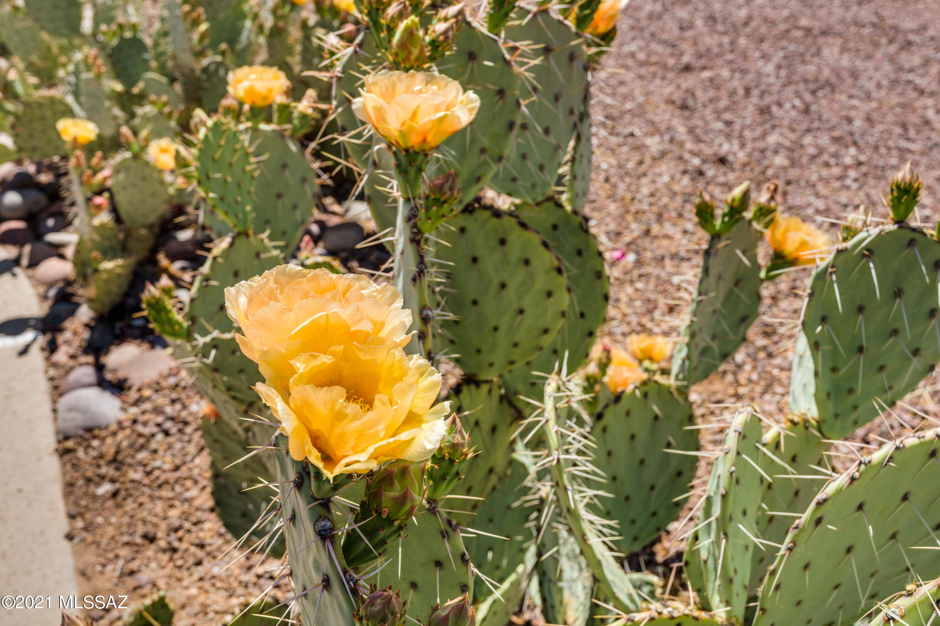 5265 N Strada de Rubino