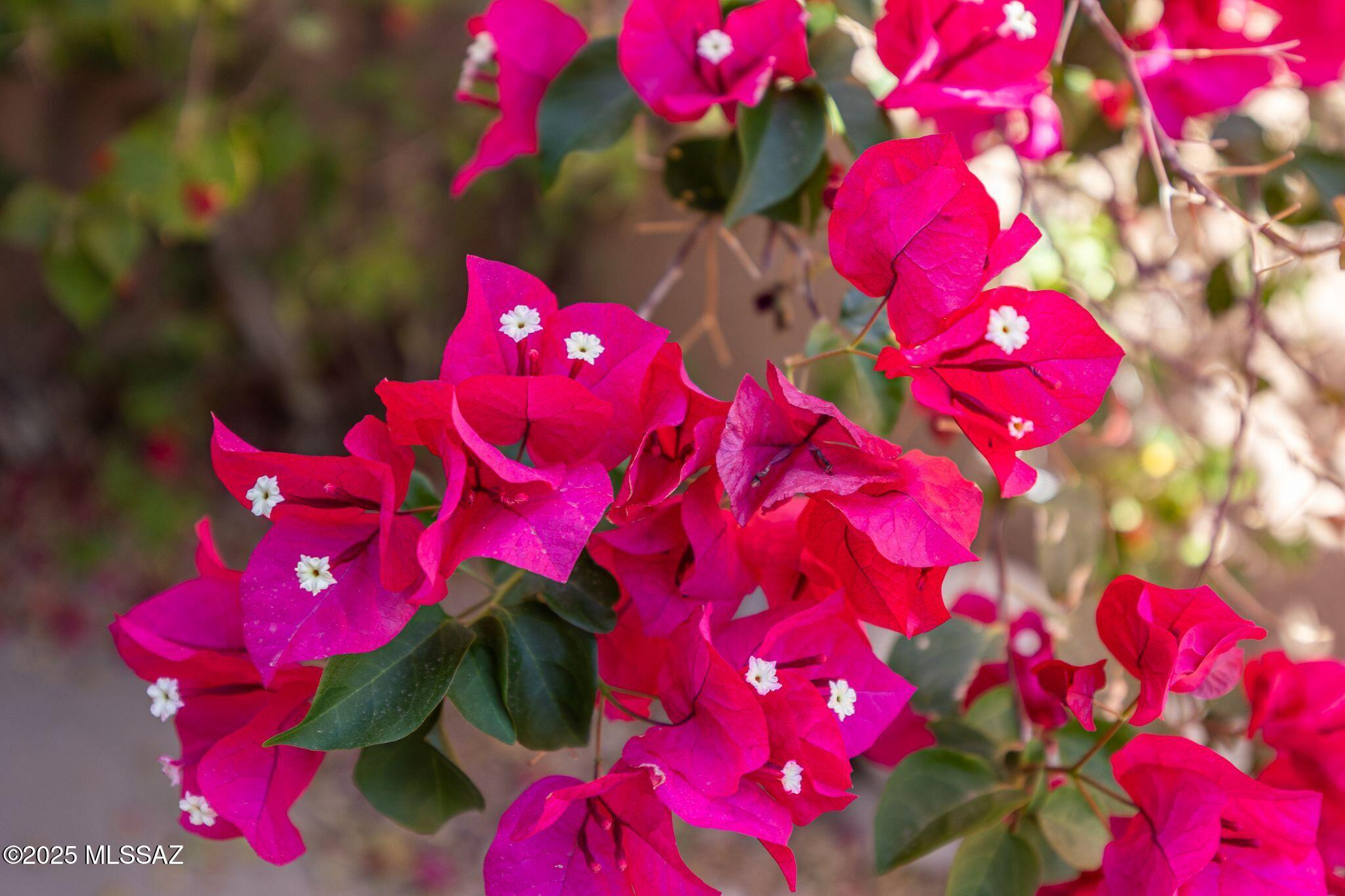 4460 N Trocha Alegre