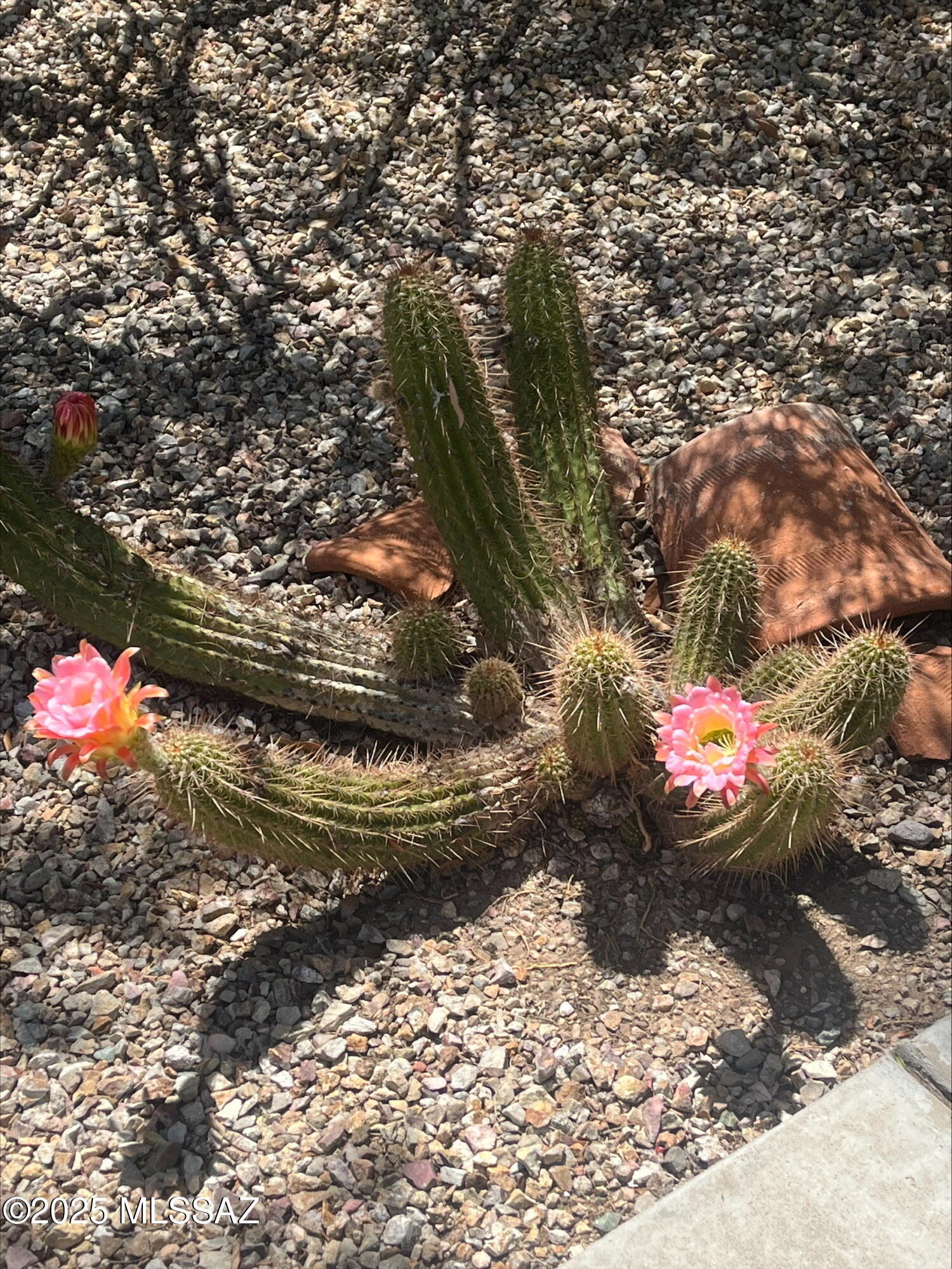 955 E Mt Shibell Drive