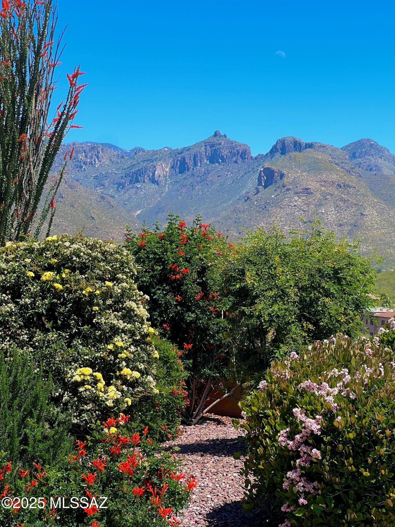 5344 N Via Sempreverde