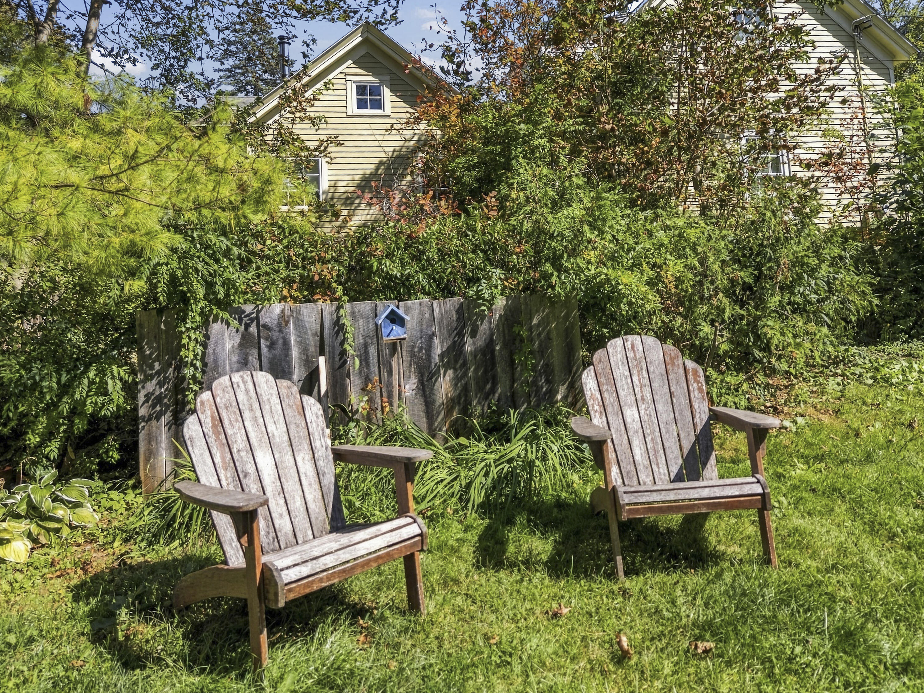 Leafy backyard with two wooden Adirondack chairs, a blue birdhouse, and a house behind the shrubs.