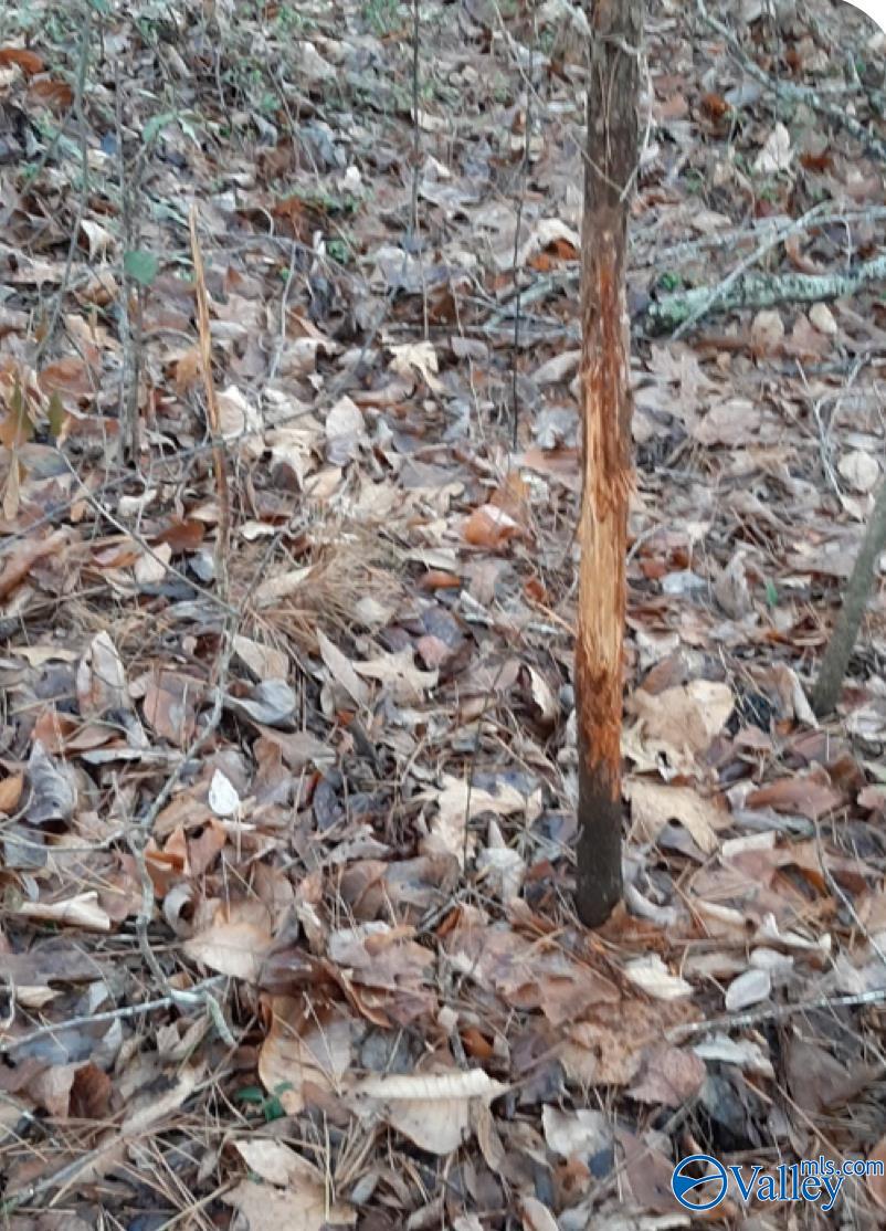 10987 Fords Valley Road