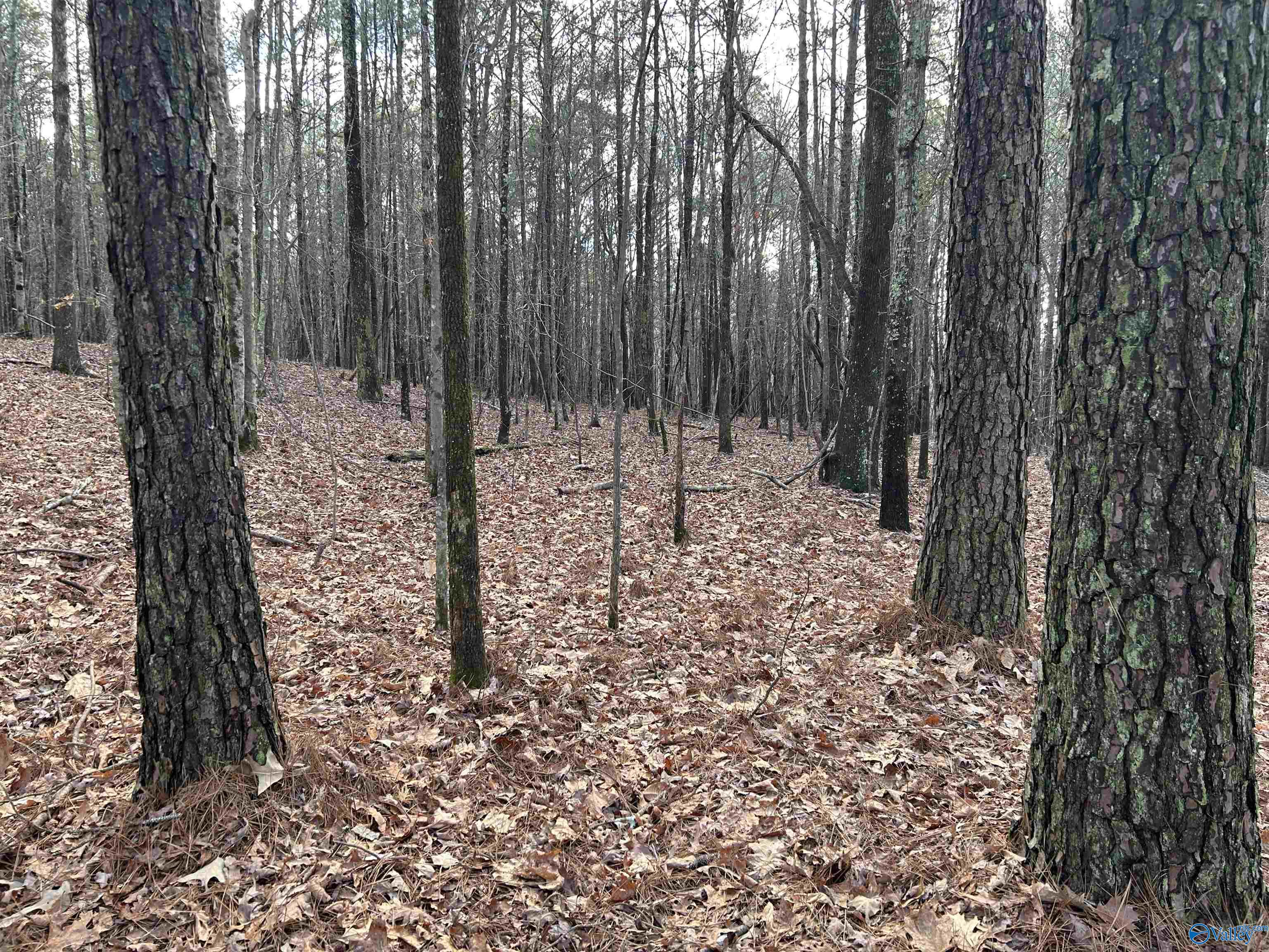 049.000 PARCEL Glenn Gap Road