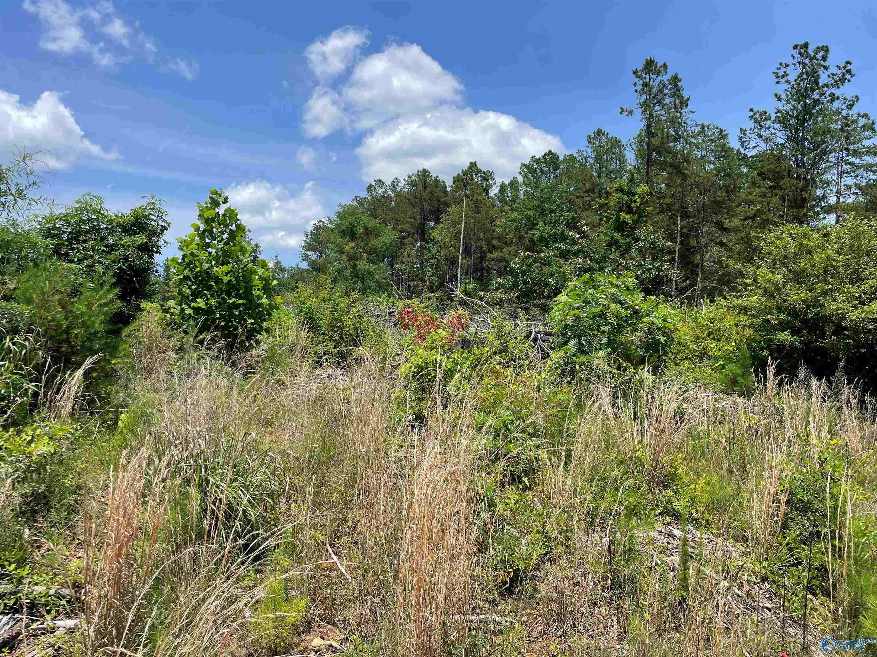 199 Acres Hornbuckle Road
