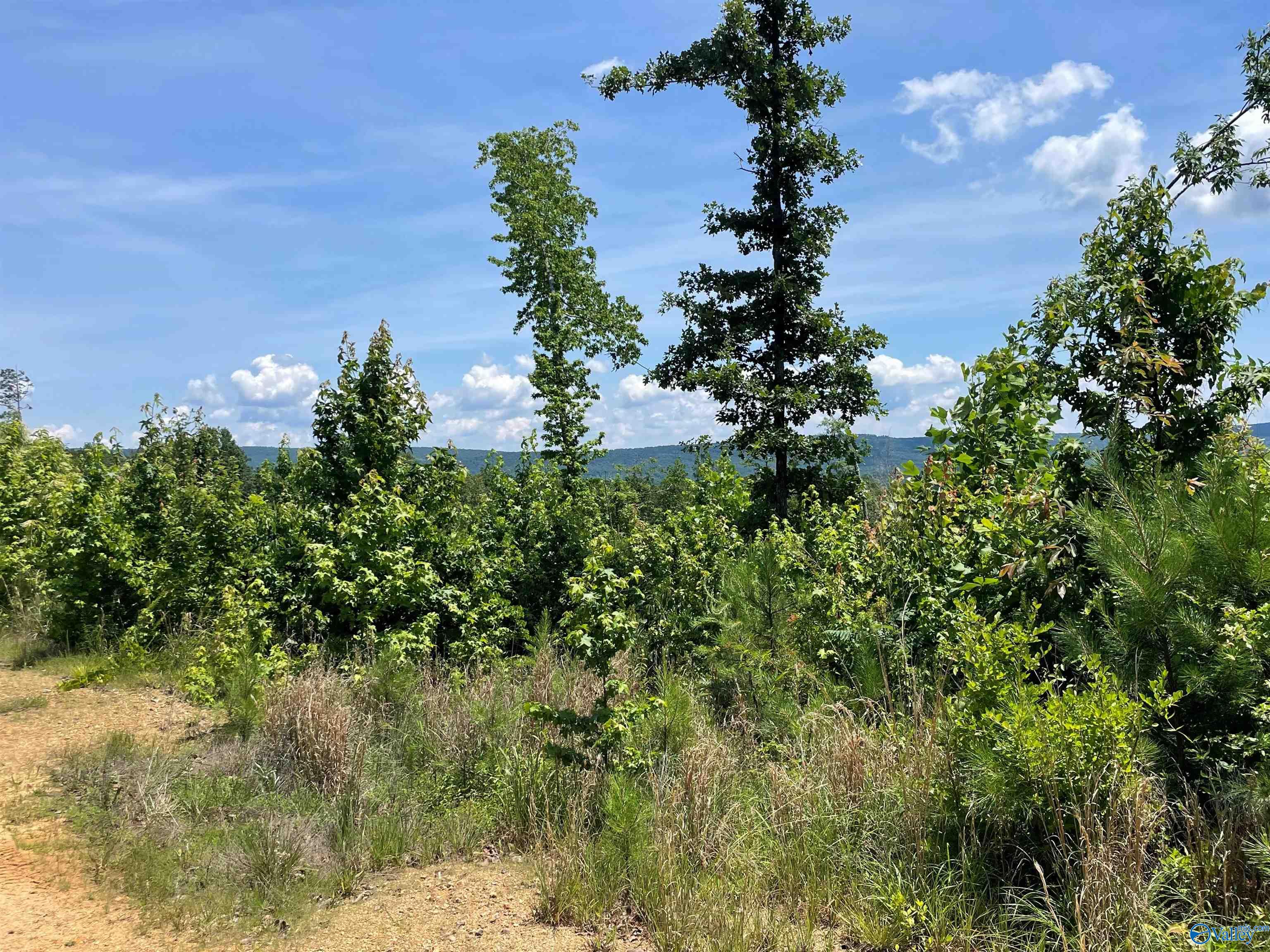 199 Acres Hornbuckle Road