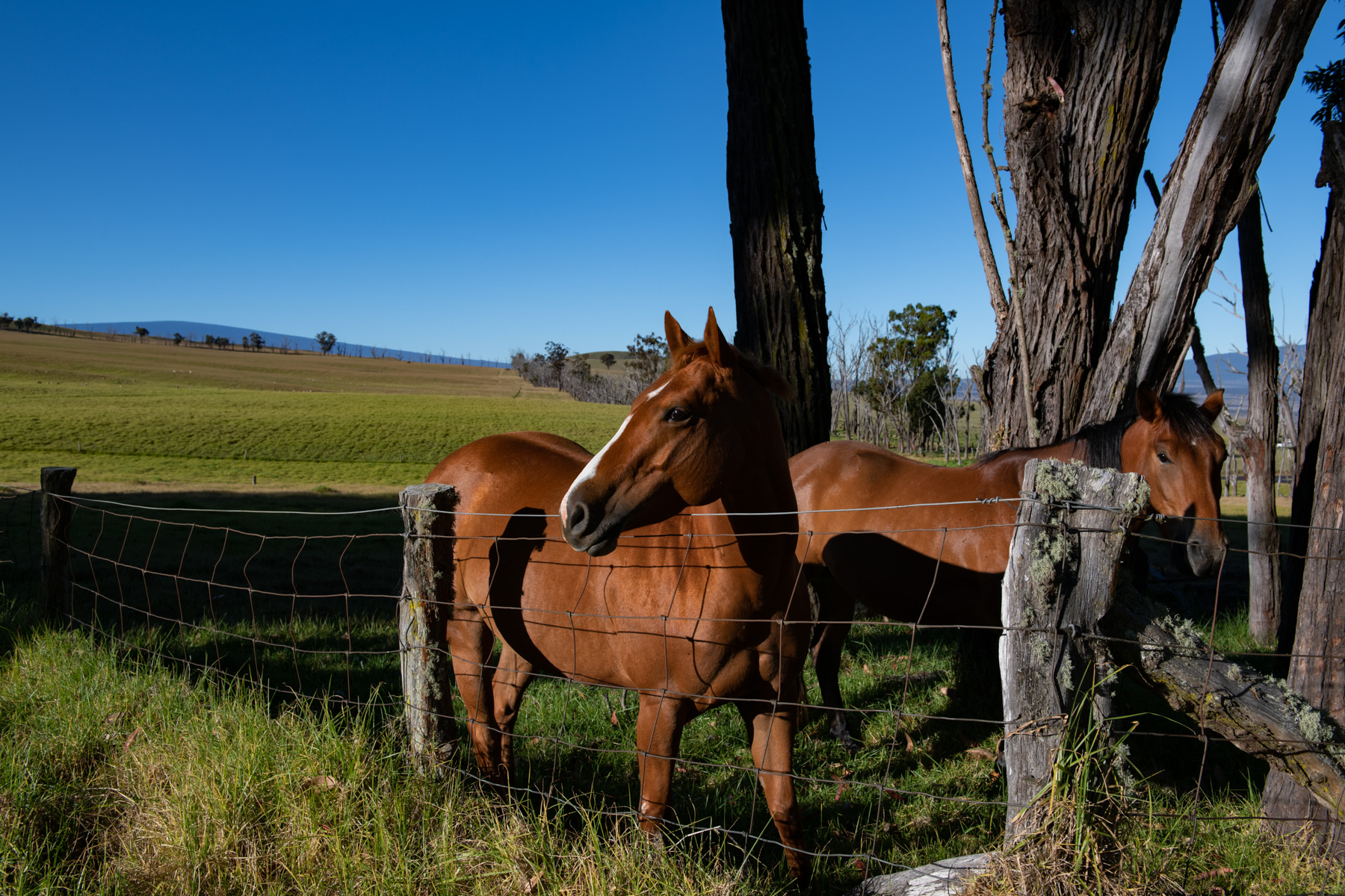 Luxury Equestrian Property with Panoramic Ocean & Mountain Views