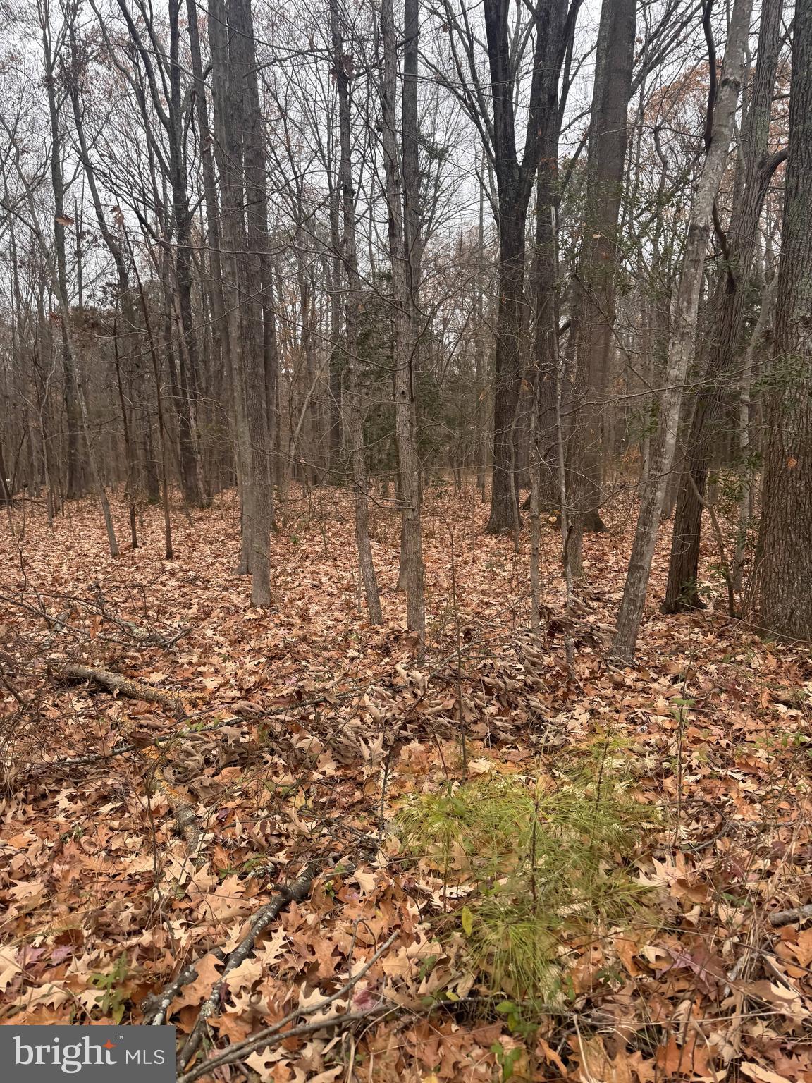 Woodbush Dr