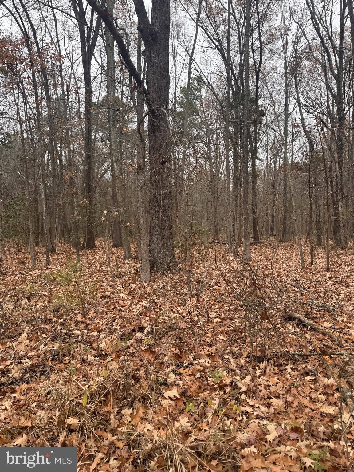 Woodbush Dr
