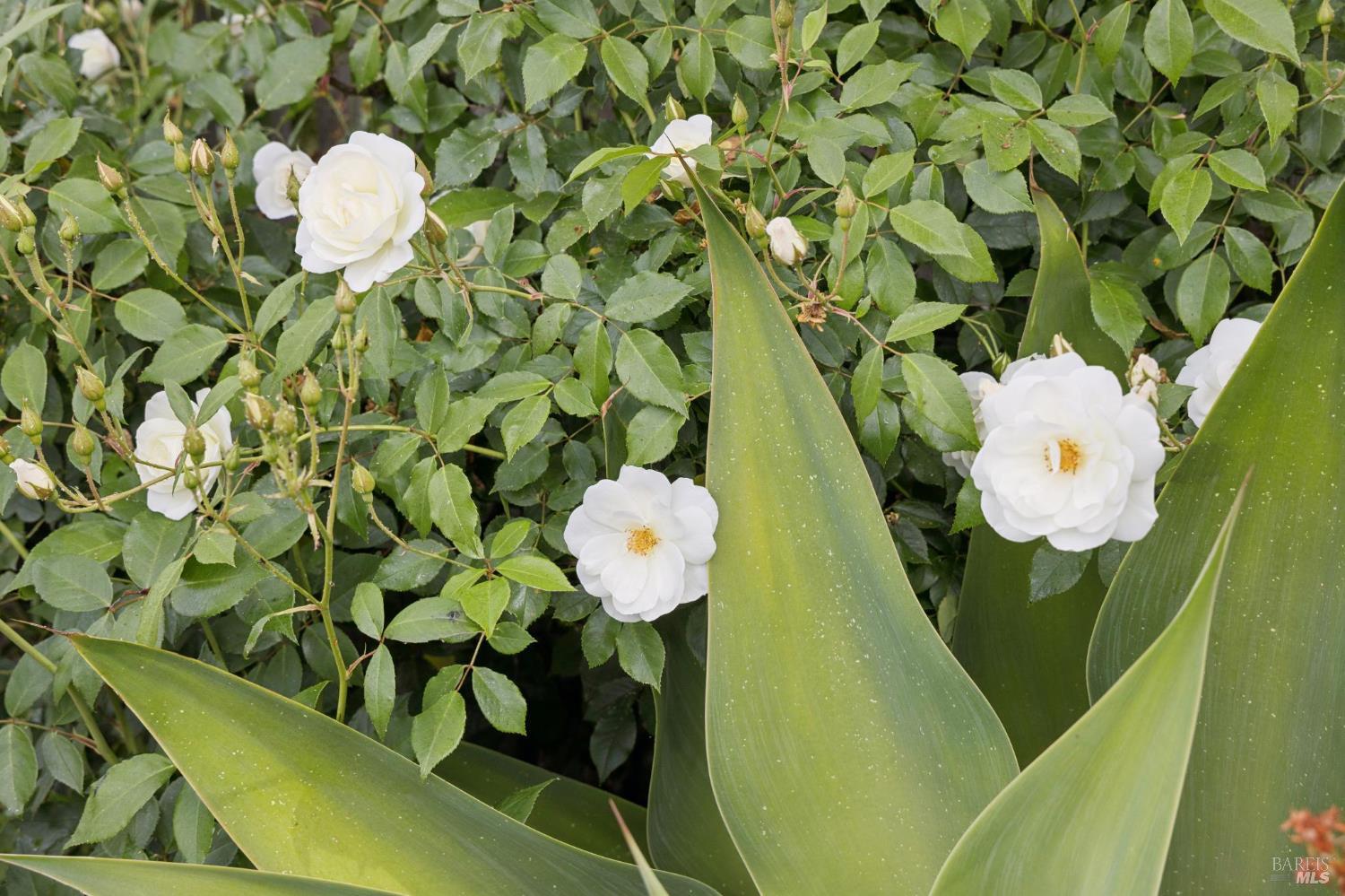 44 San Rafael Avenue