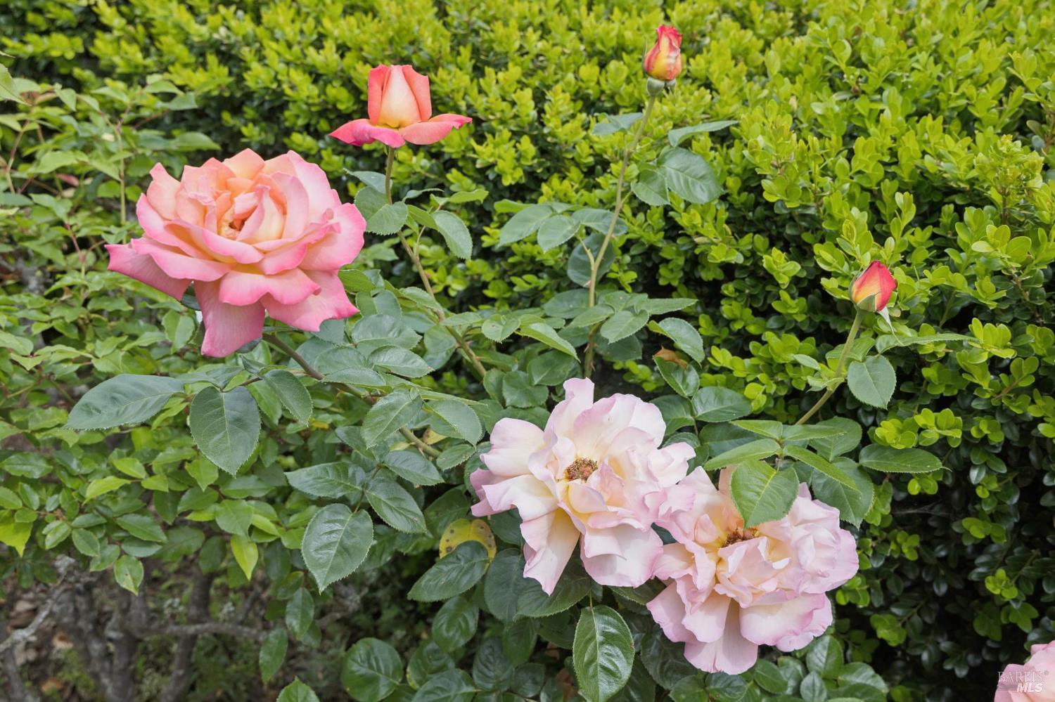 44 San Rafael Avenue