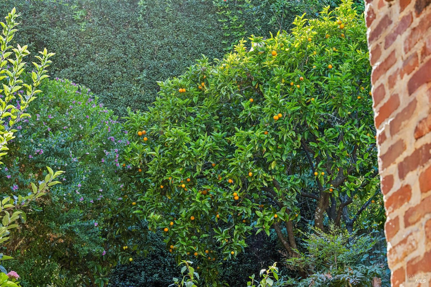 Garden with a fruiting citrus tree, flowering plants, and a brick wall at the edge.