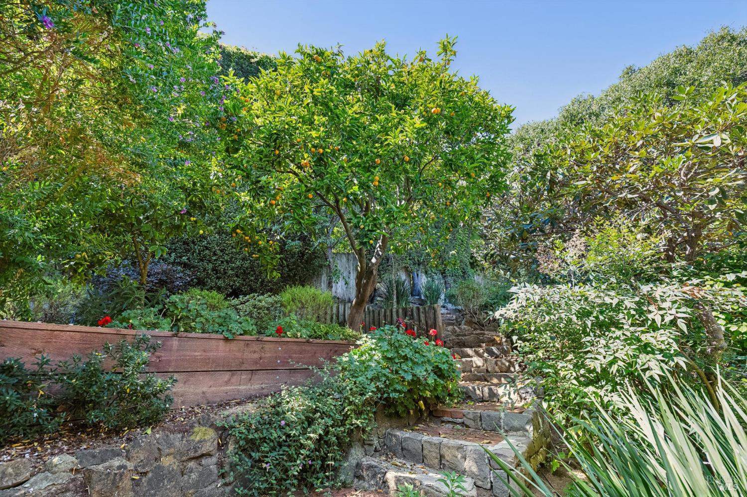 Garden stone steps rise beneath a fruit-laden citrus tree, surrounded by lush planting and red flowers.