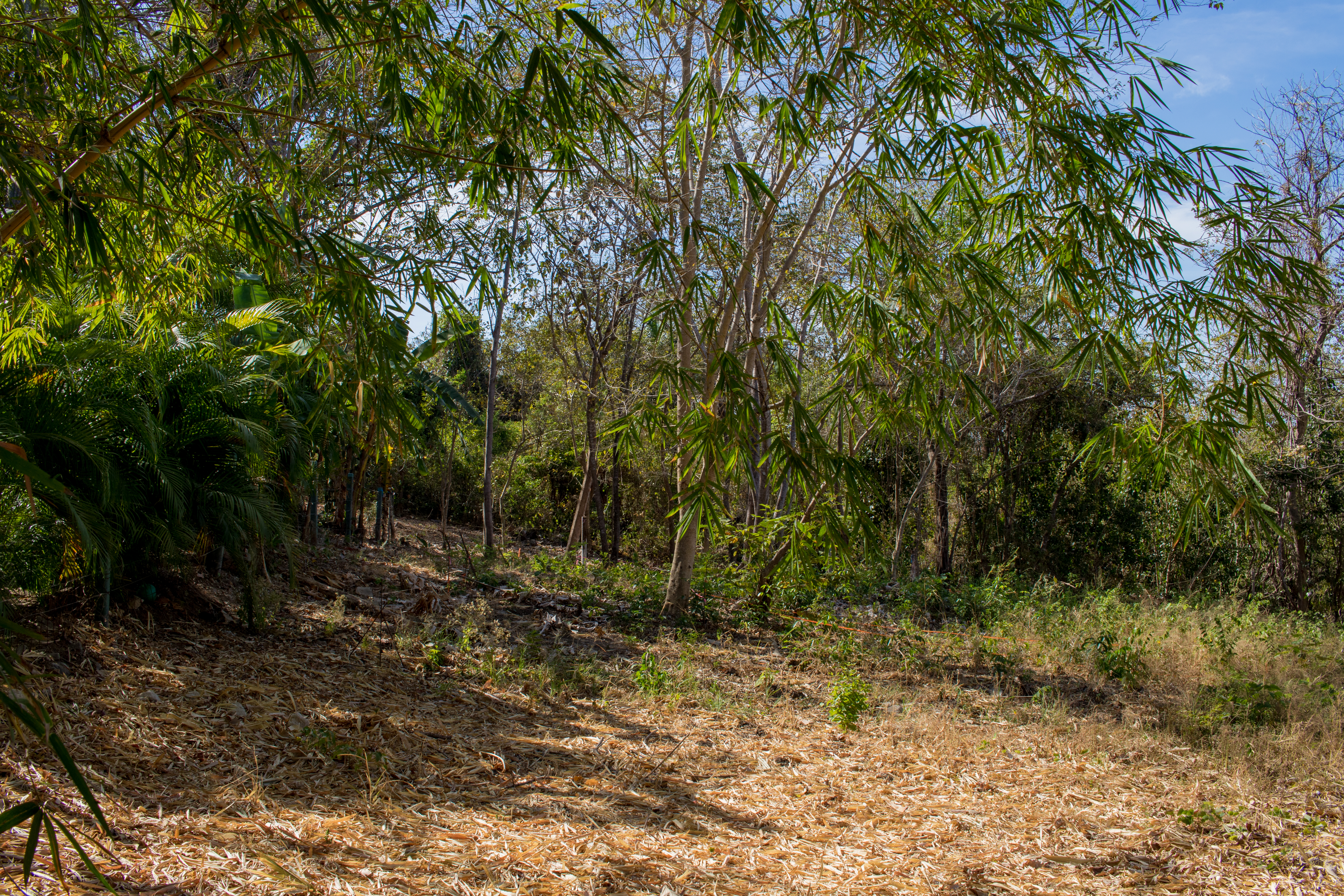 50 metros oeste de cafe de paris