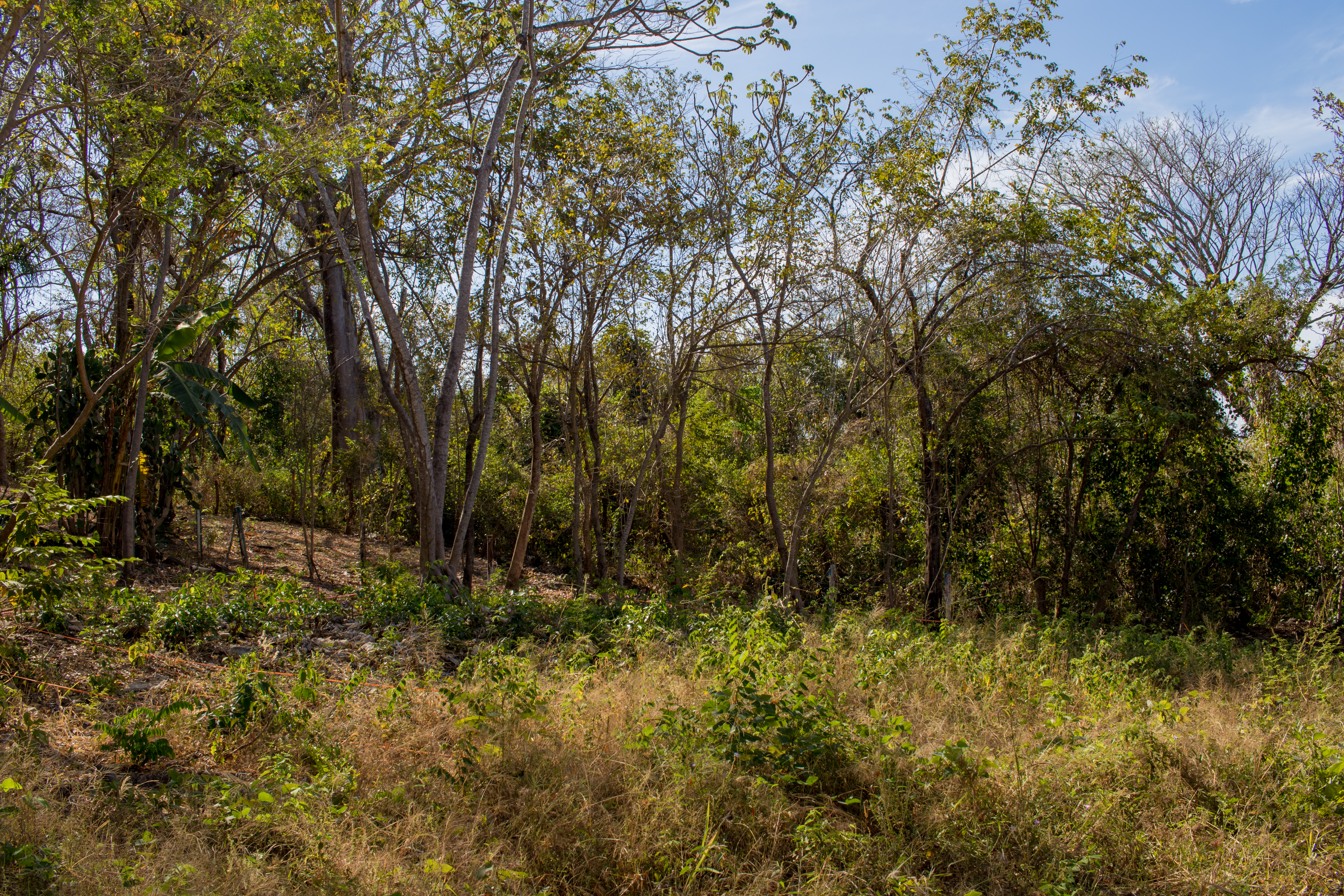 50 metros oeste de cafe de paris