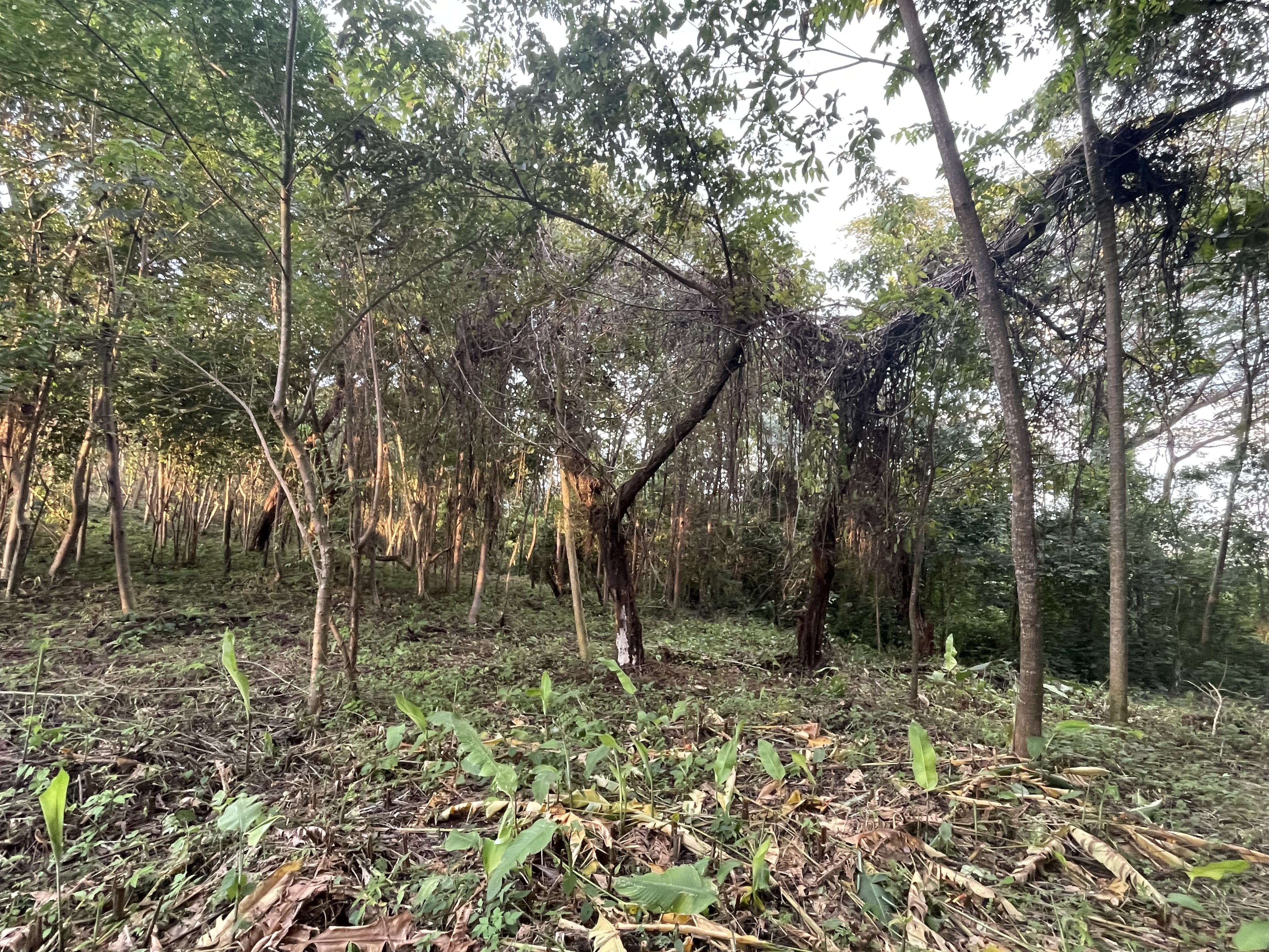 17 Hectare Farm with 360 degree views