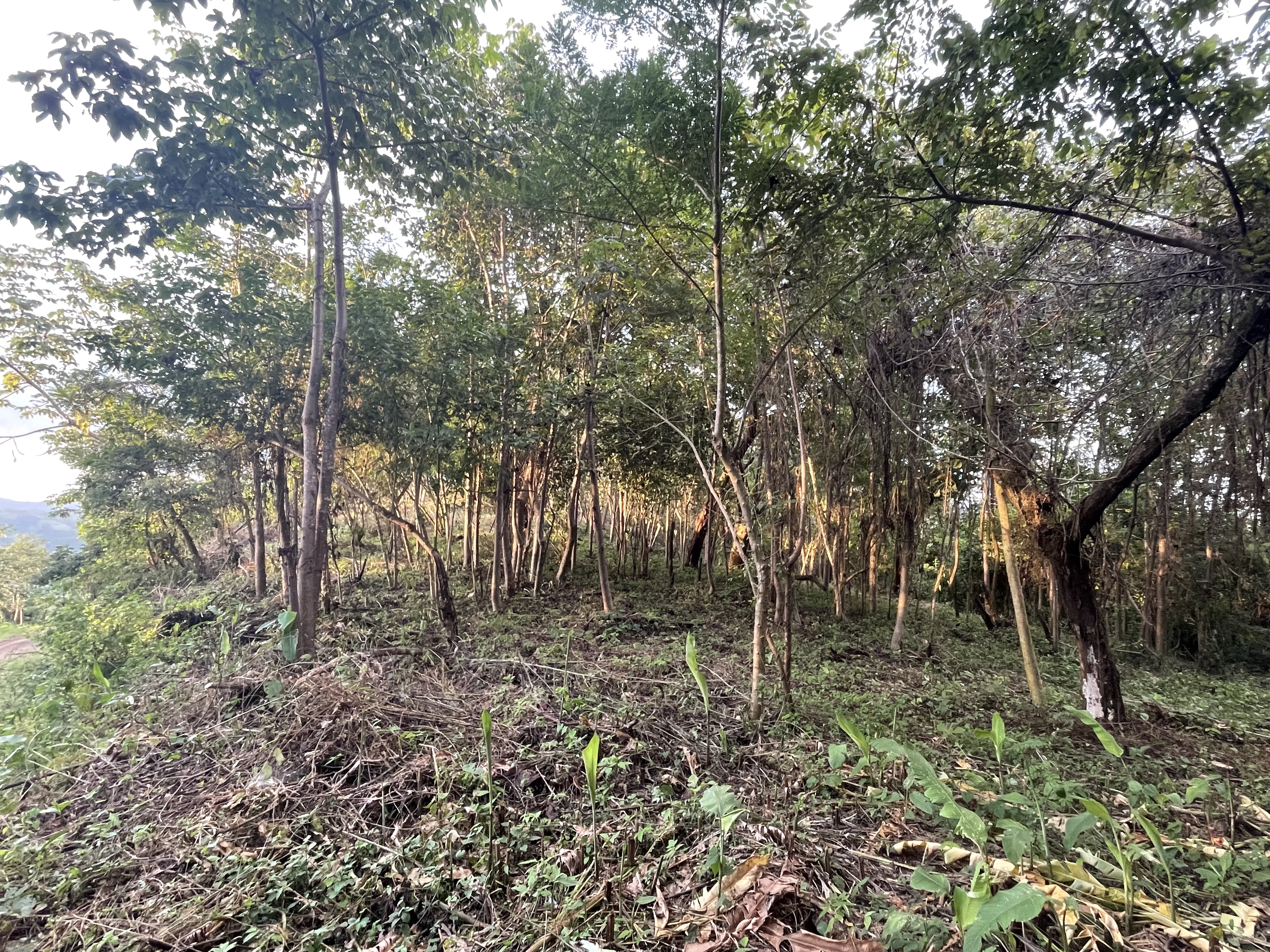 17 Hectare Farm with 360 degree views