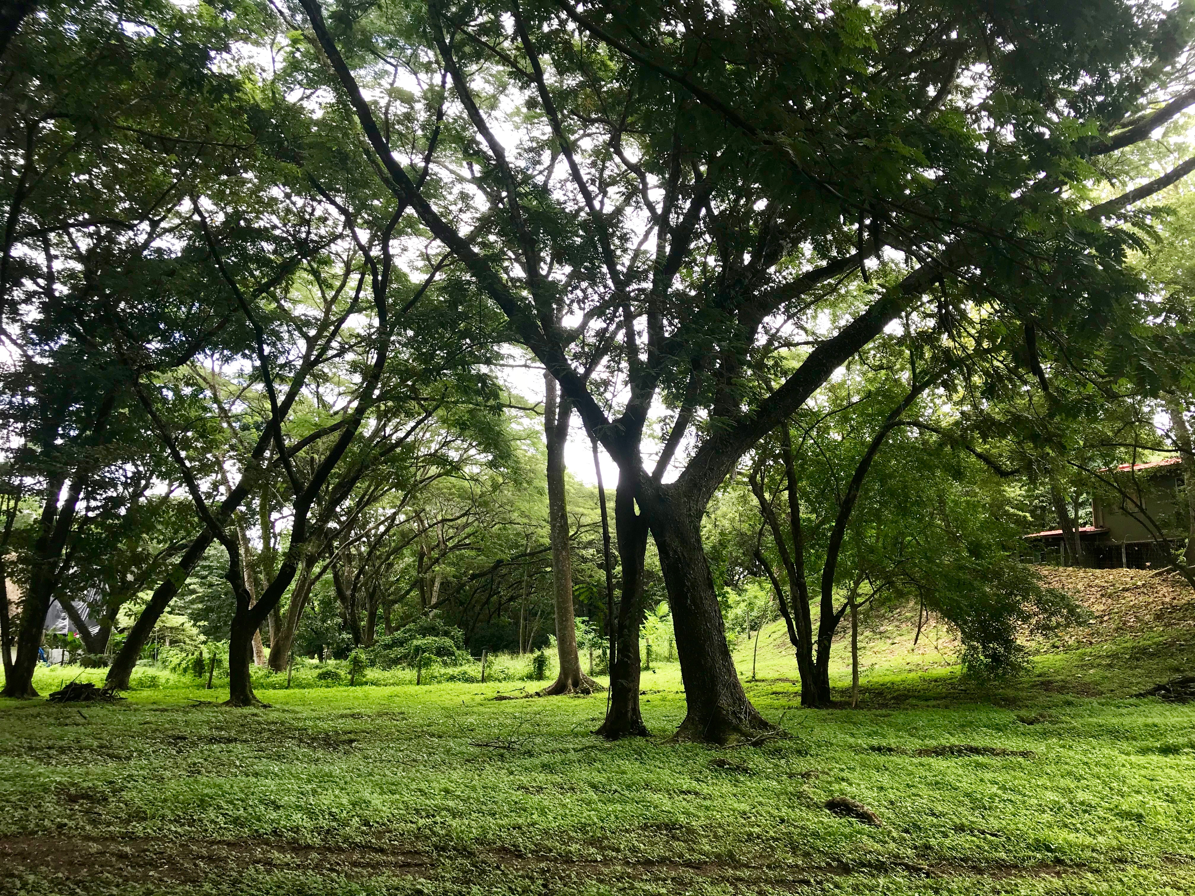 Nosara