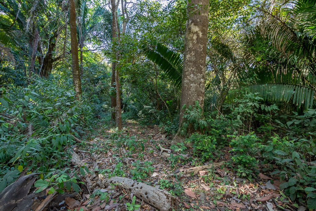 Nosara