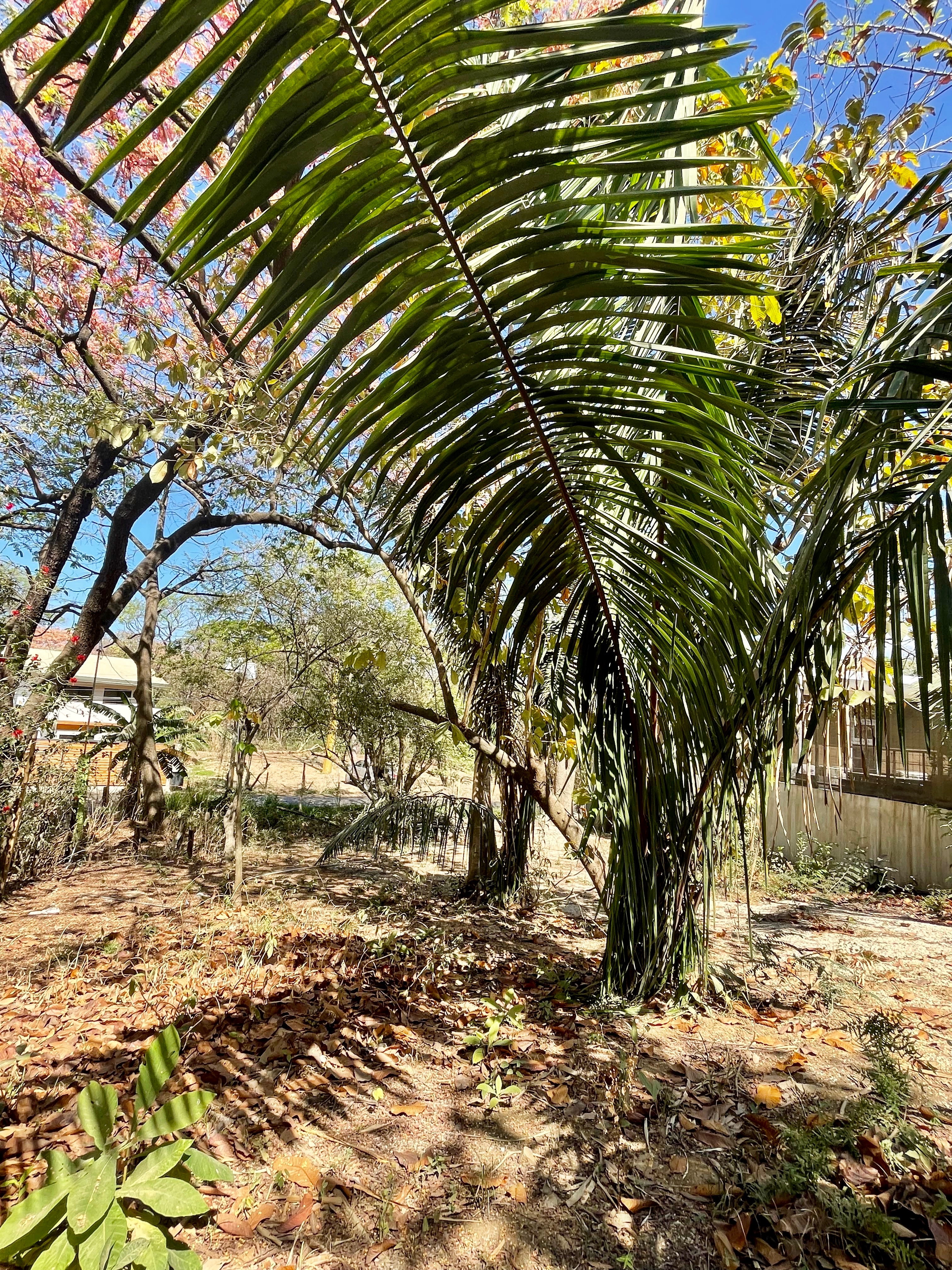 Nosara