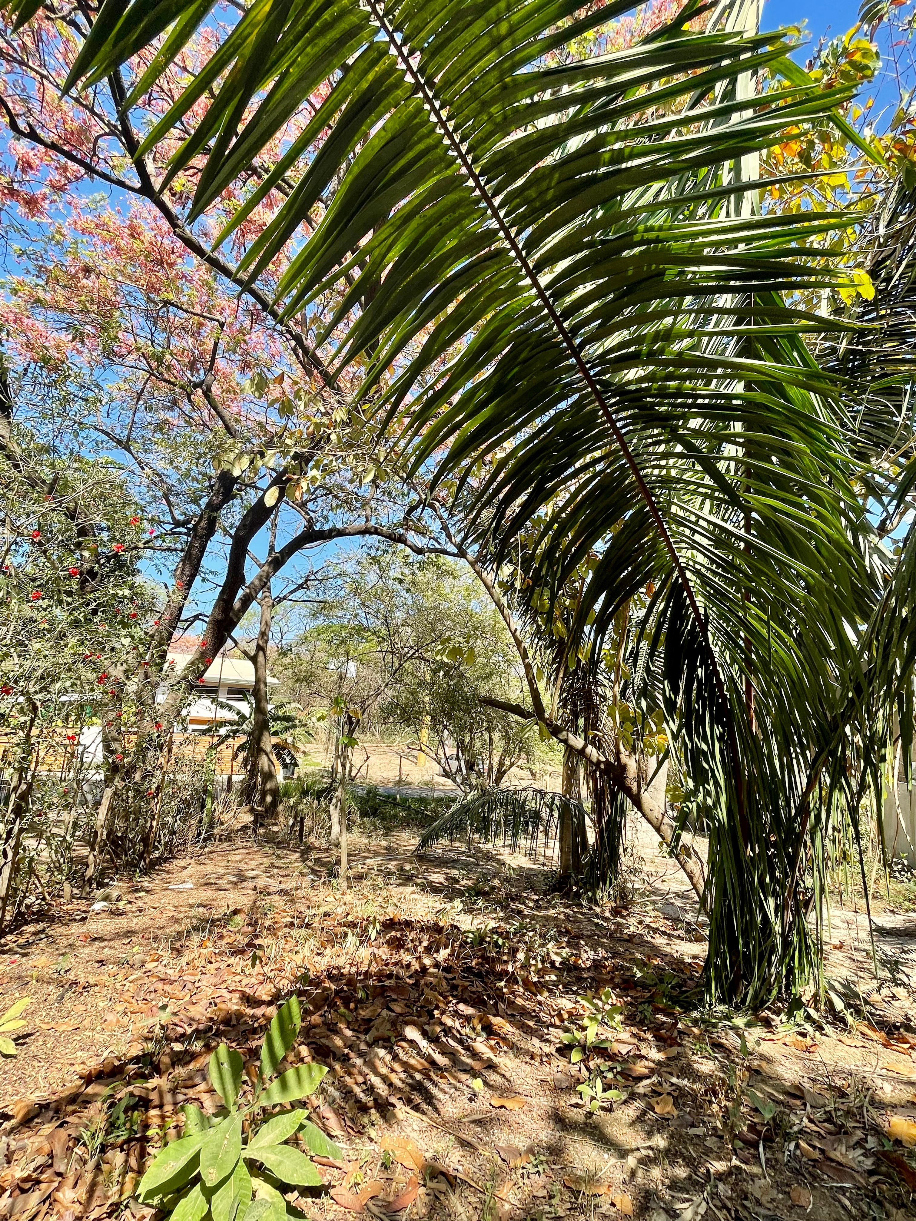 Nosara