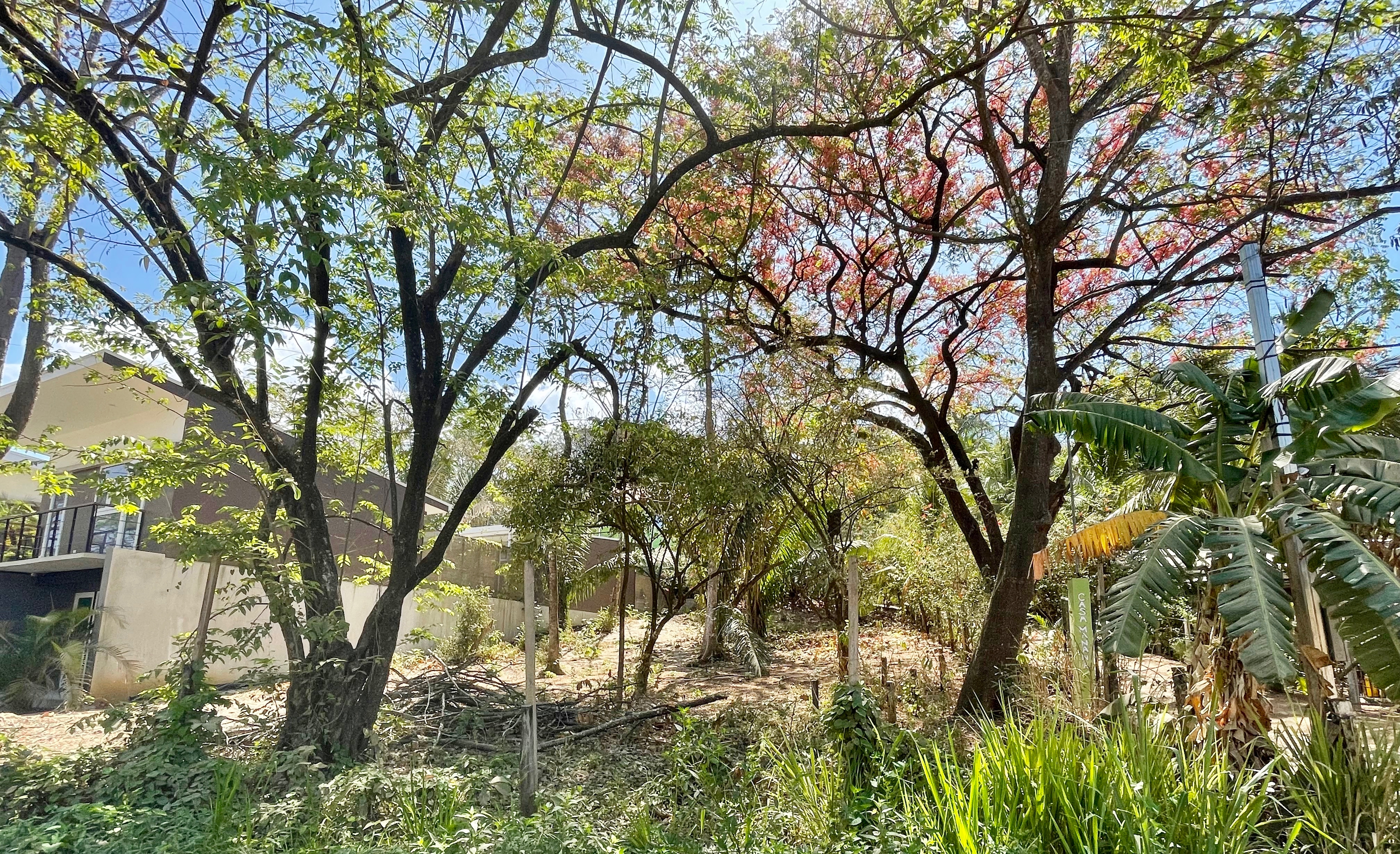 Nosara