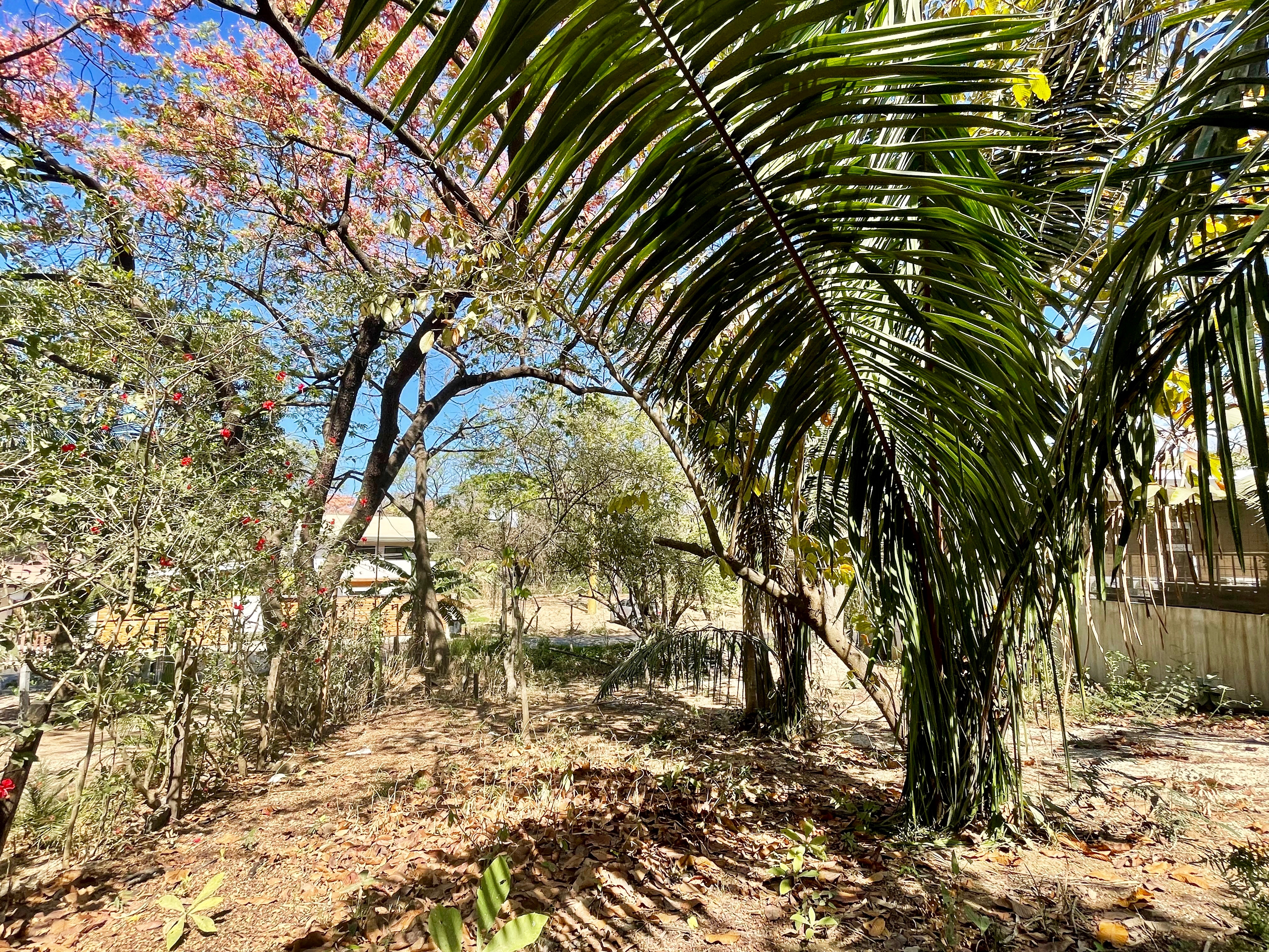Nosara