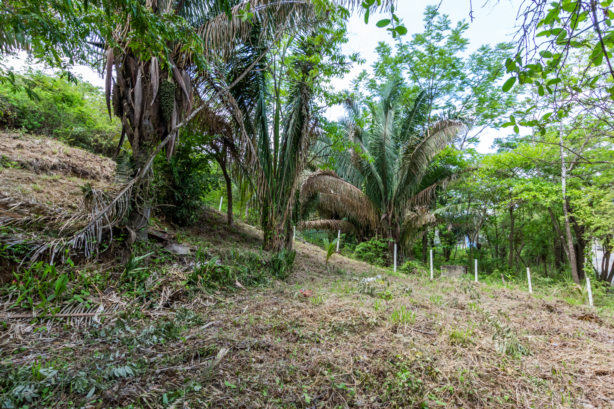 Nosara