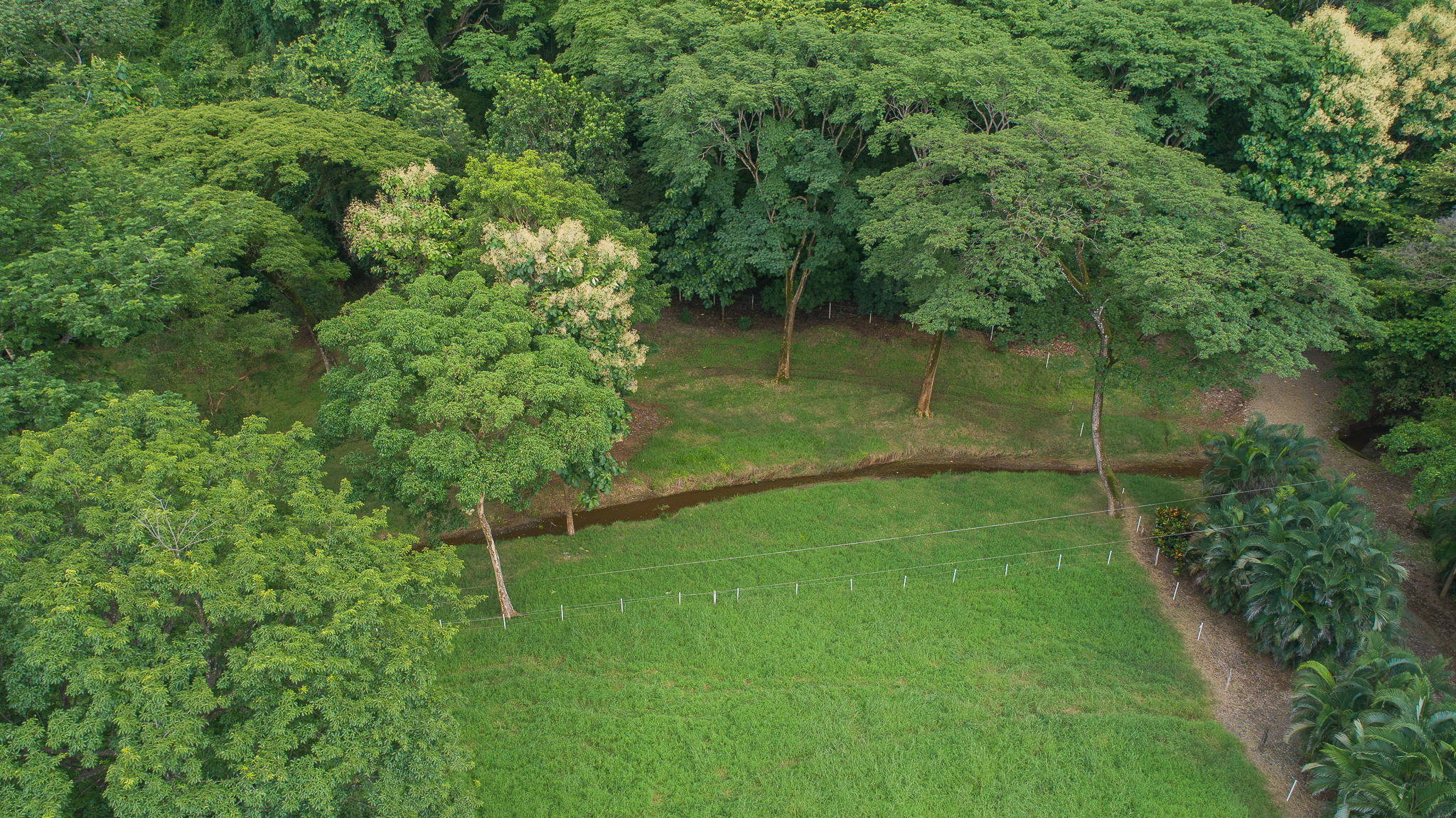Nosara