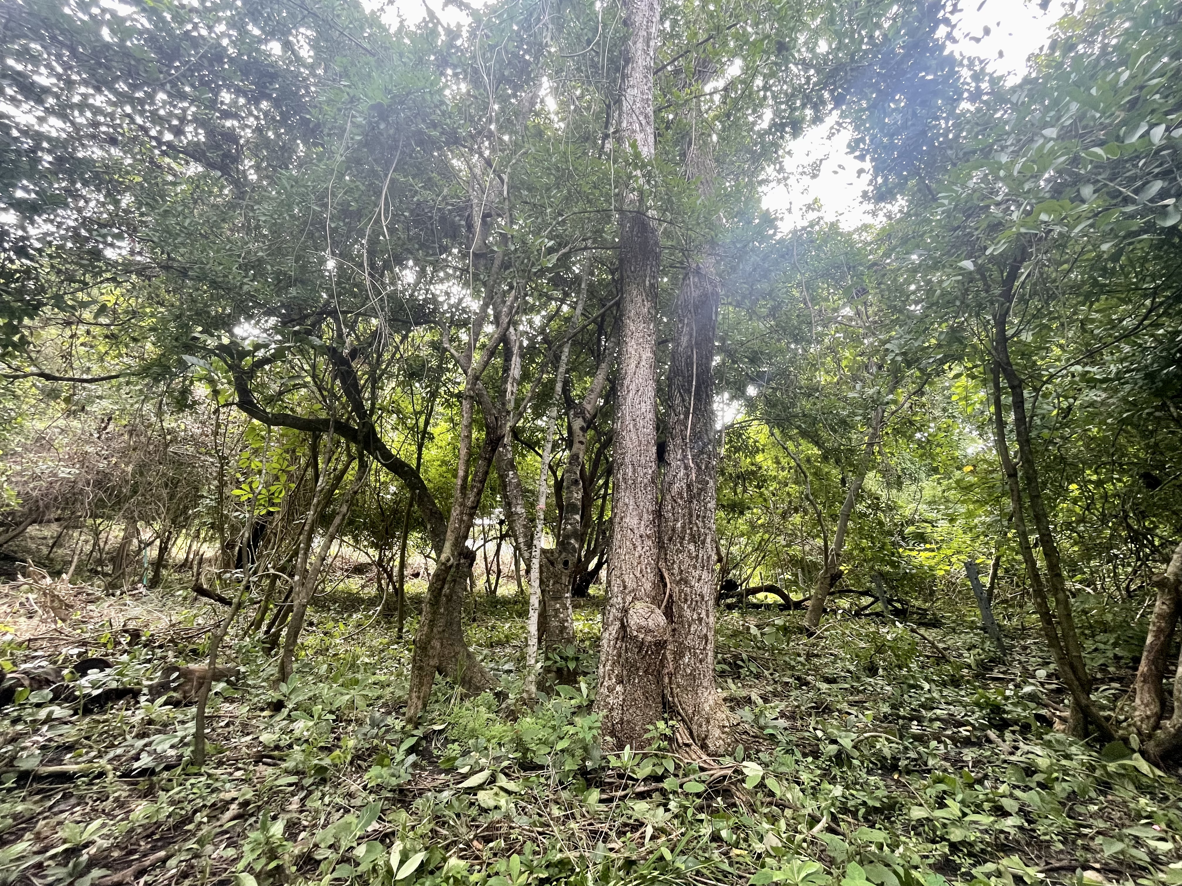 Nosara