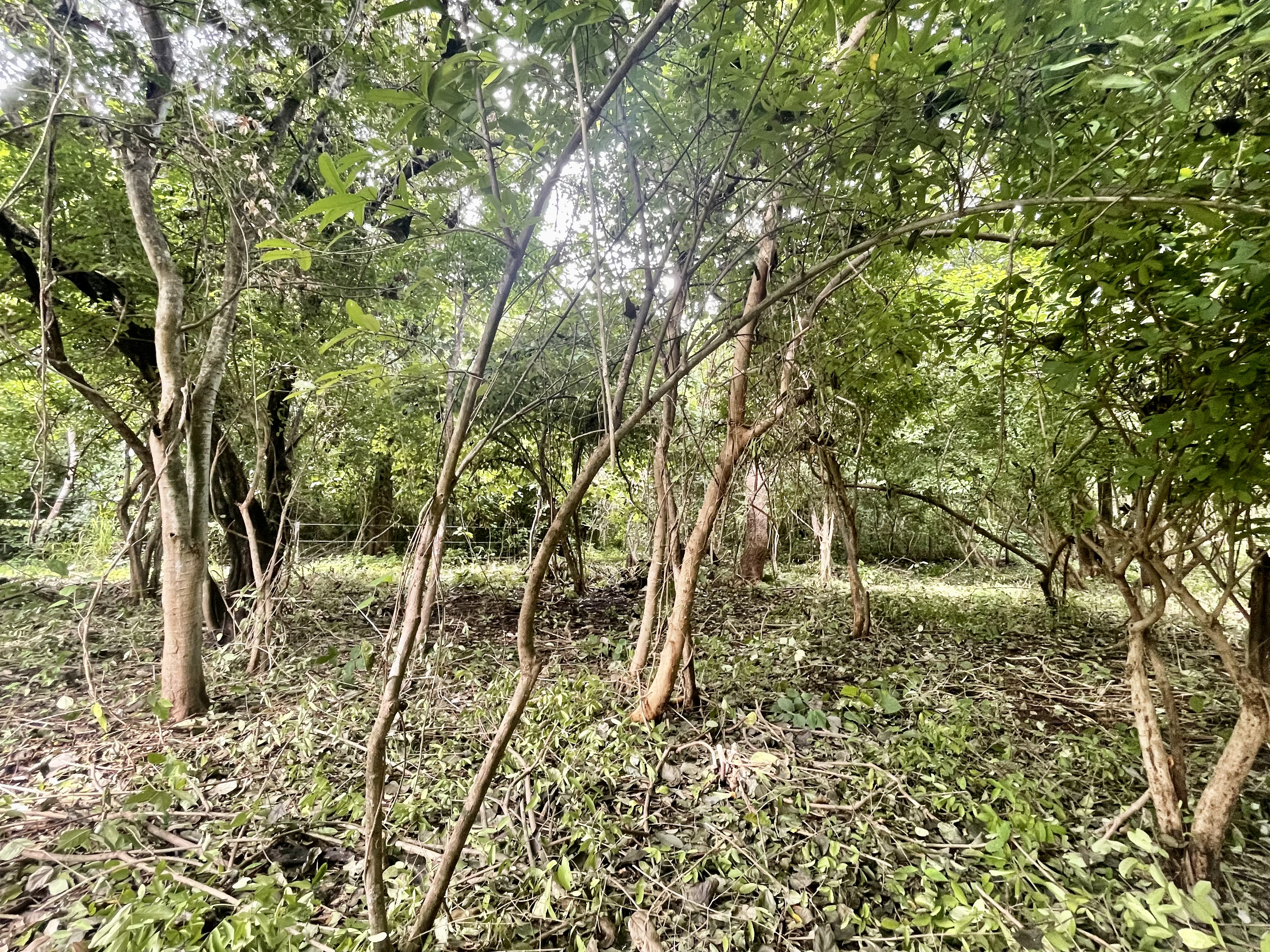 Nosara