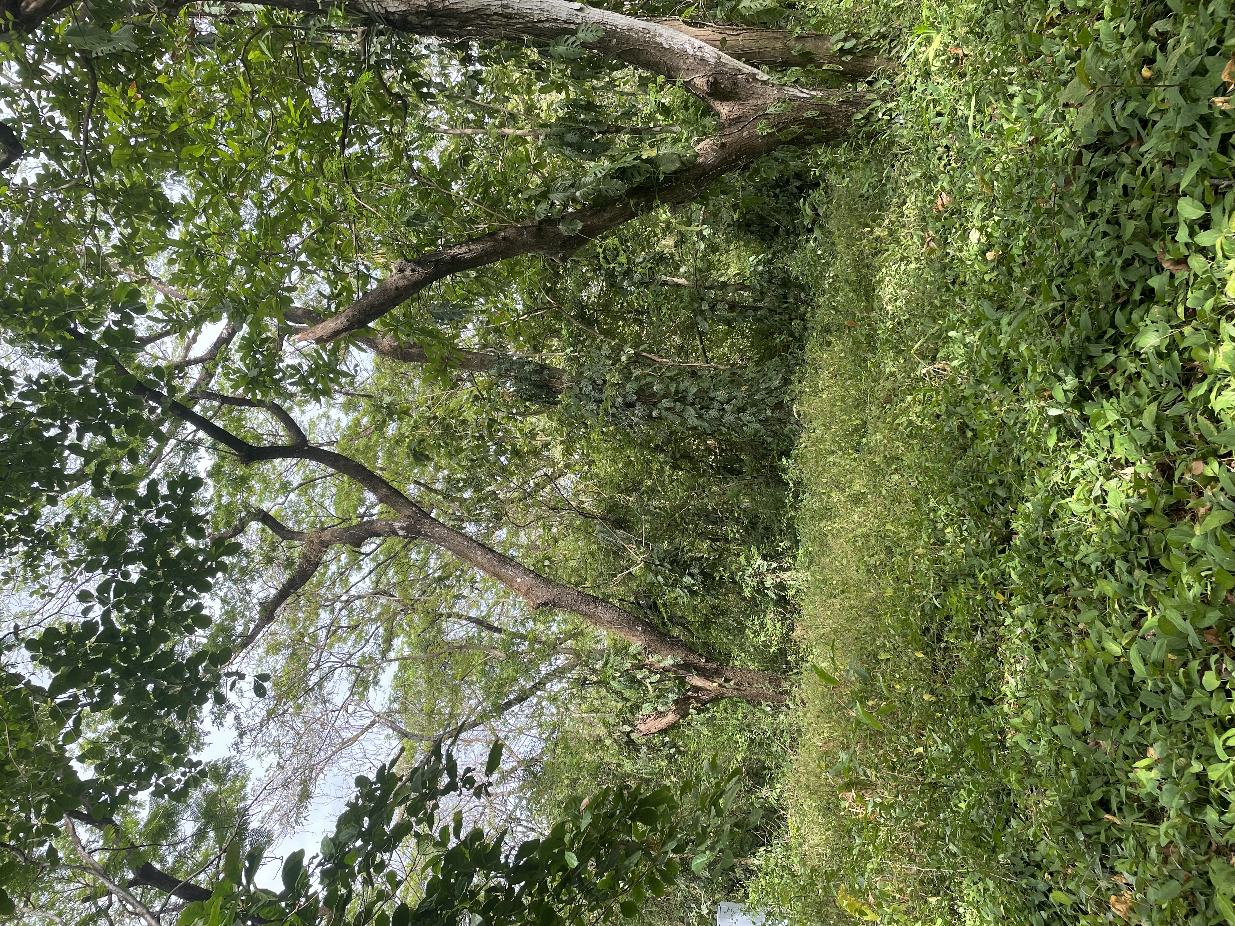 Nosara