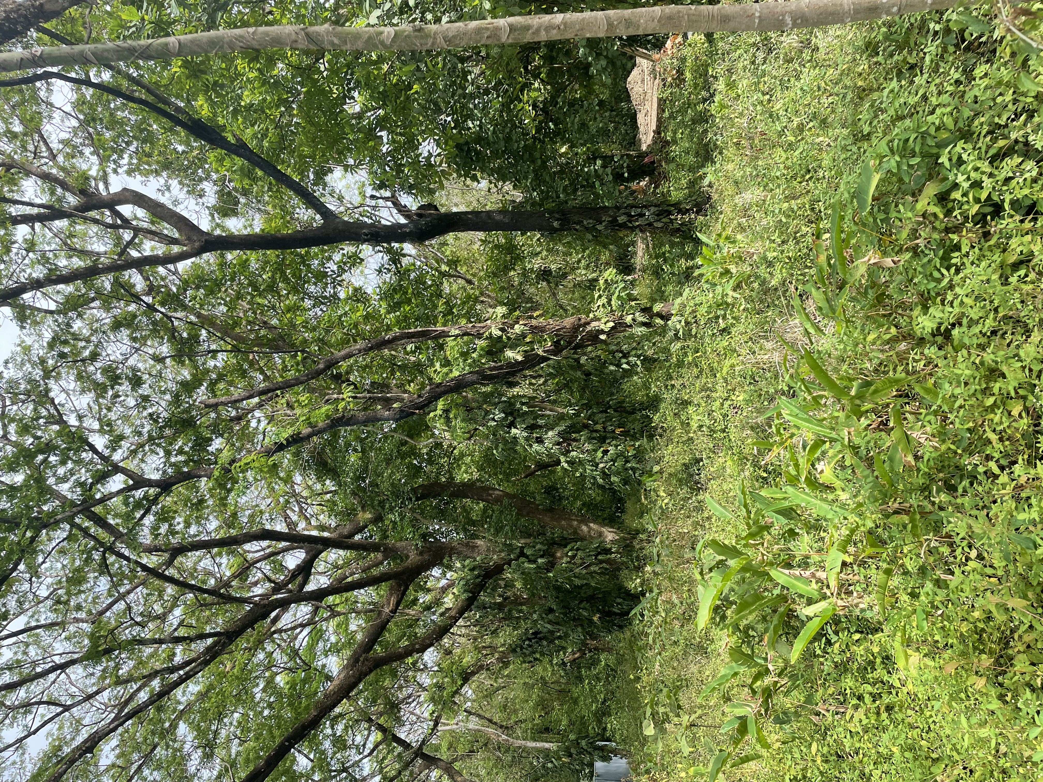Nosara