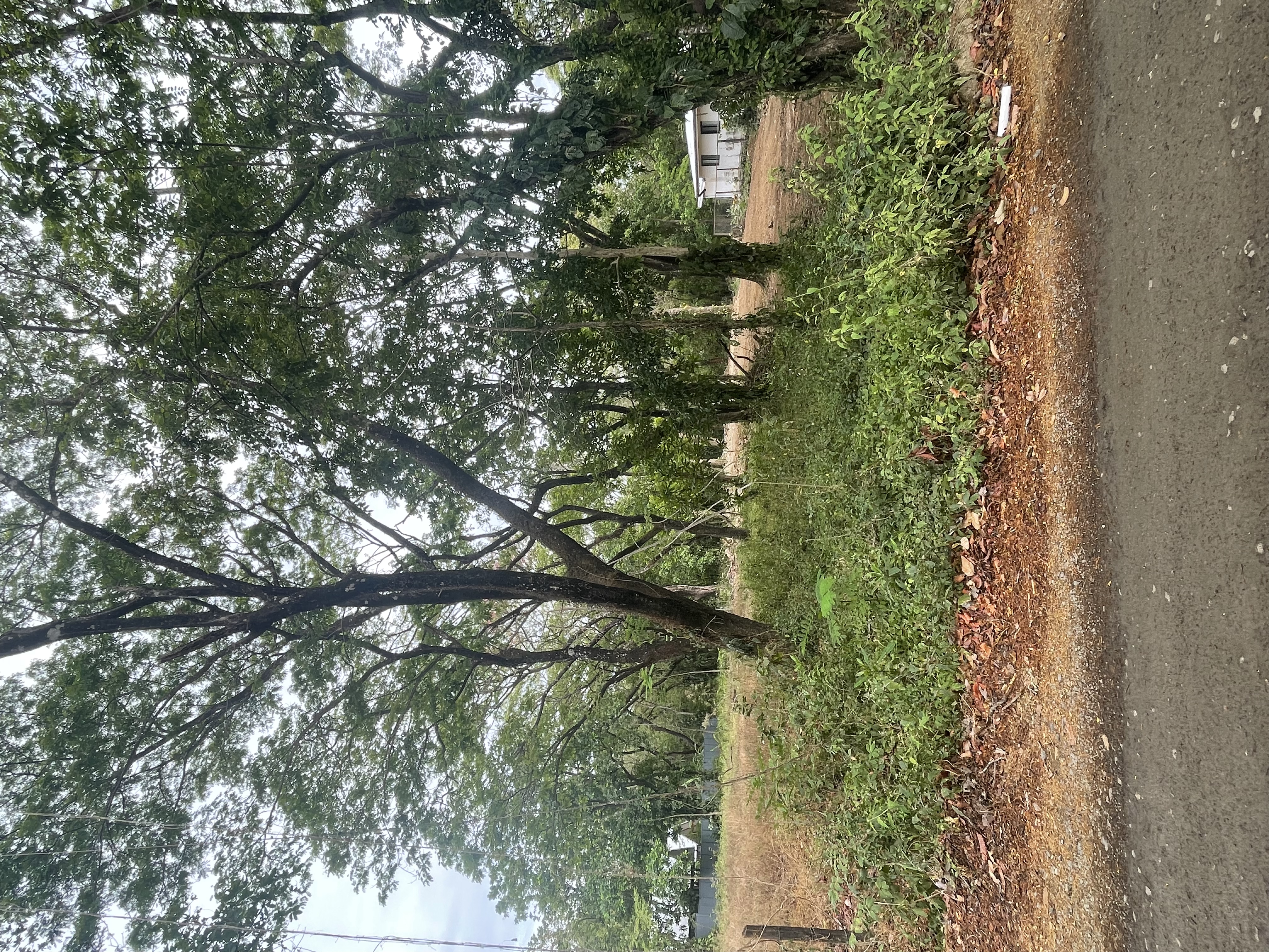 Nosara