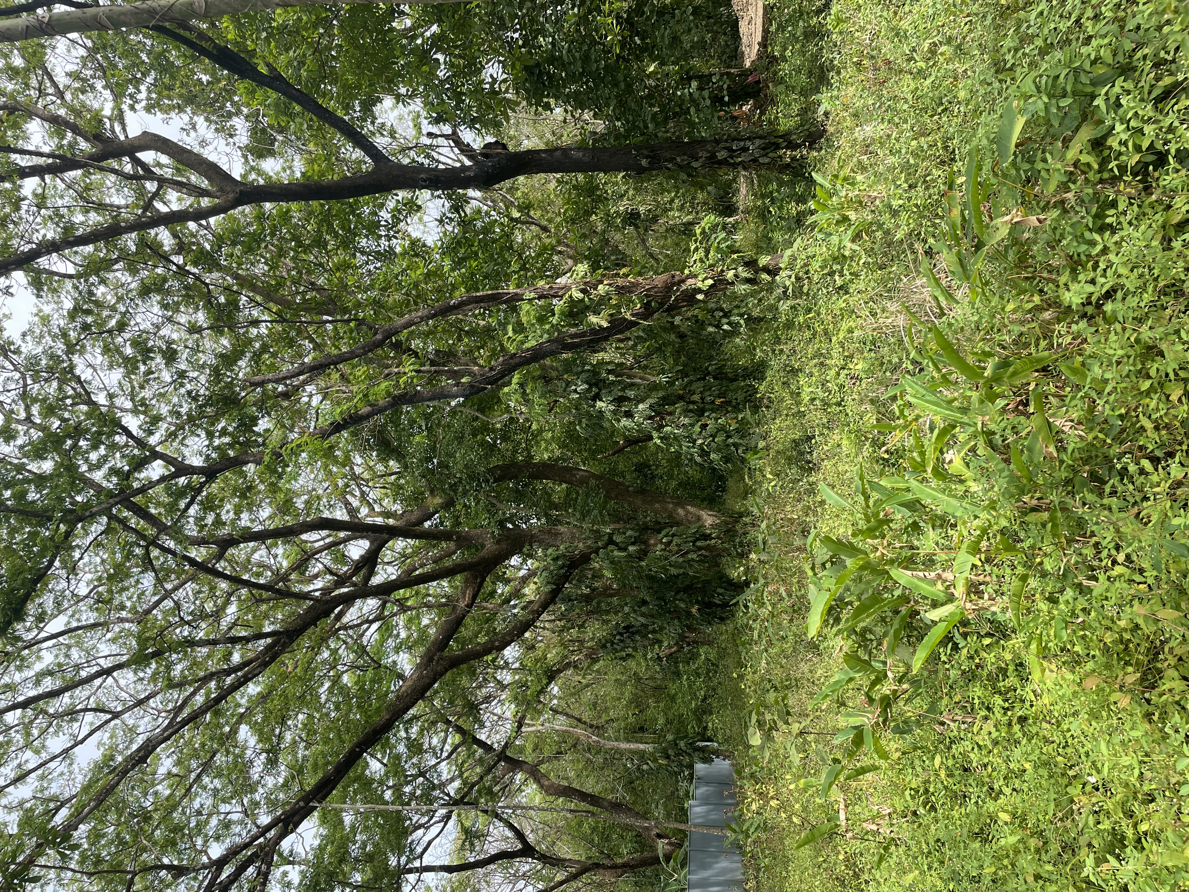 Nosara