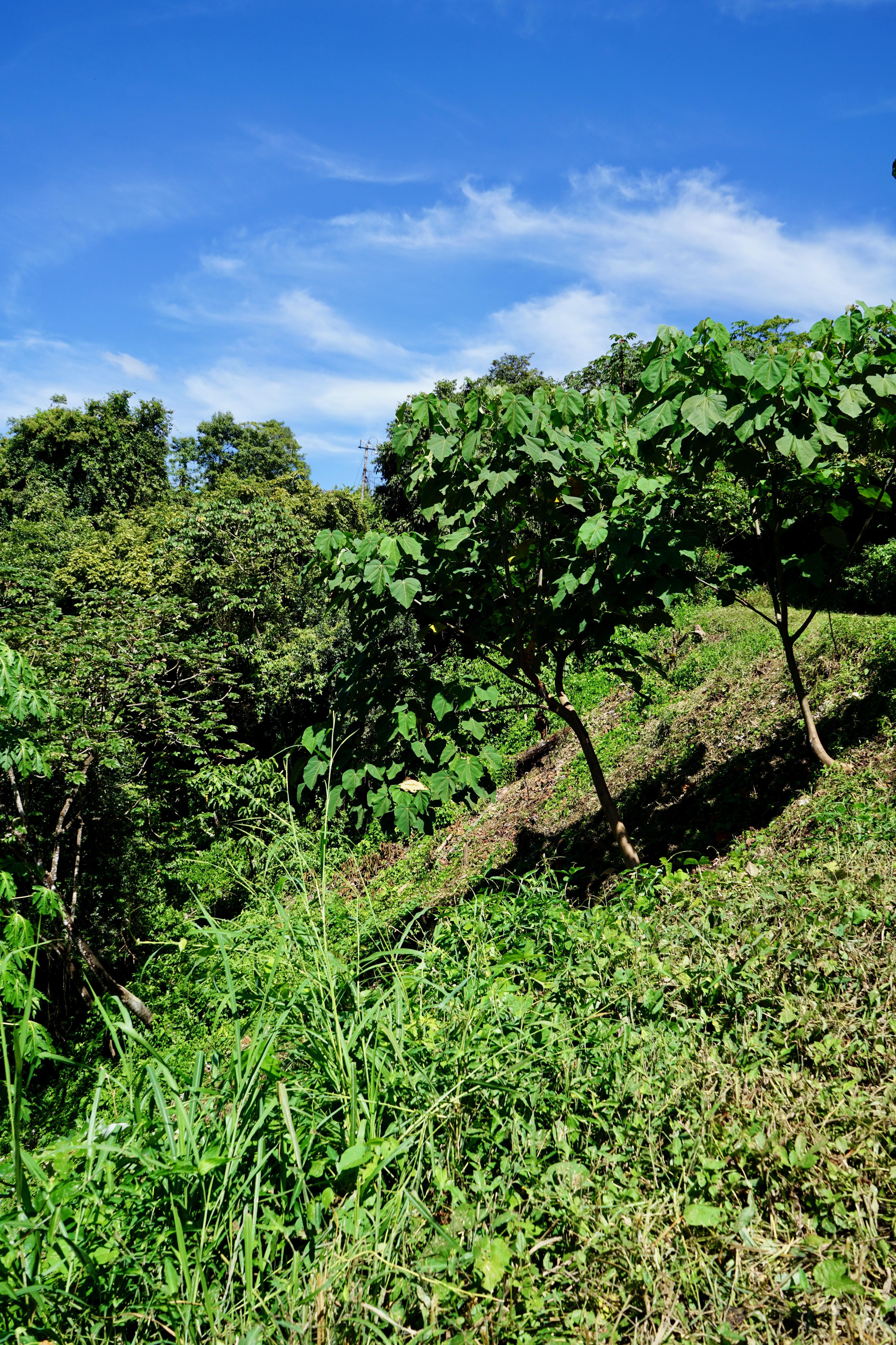 Nosara