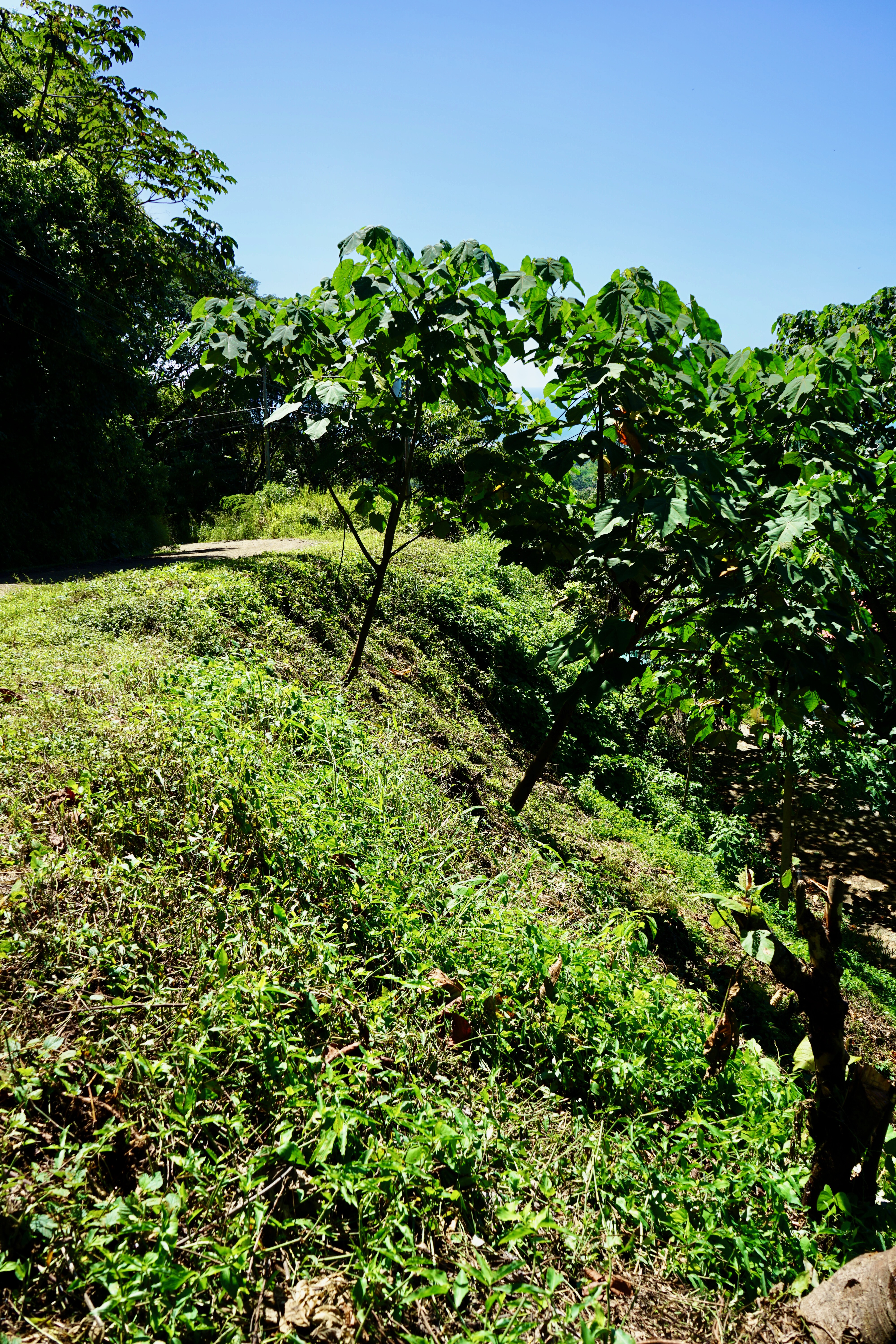 Nosara
