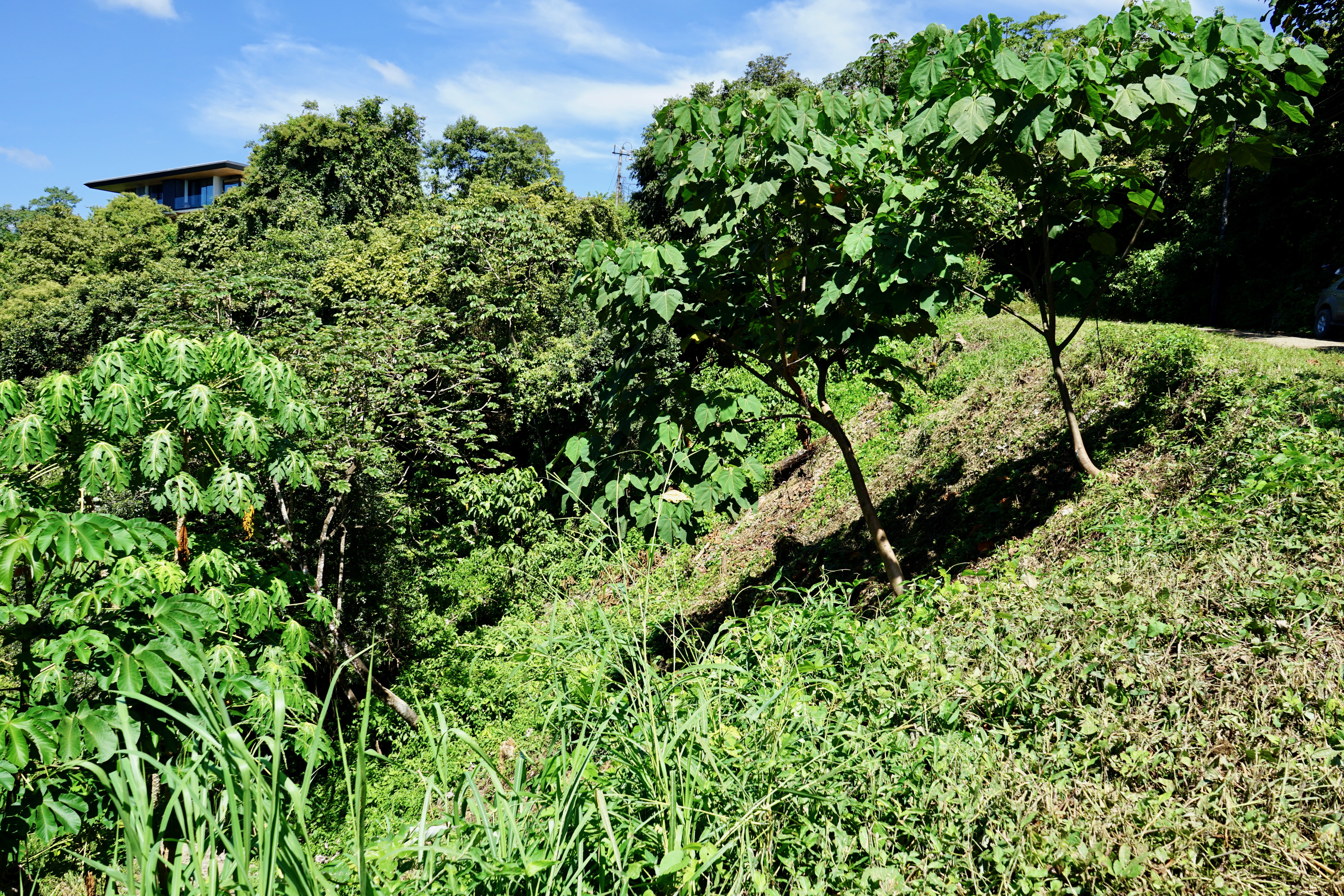 Nosara
