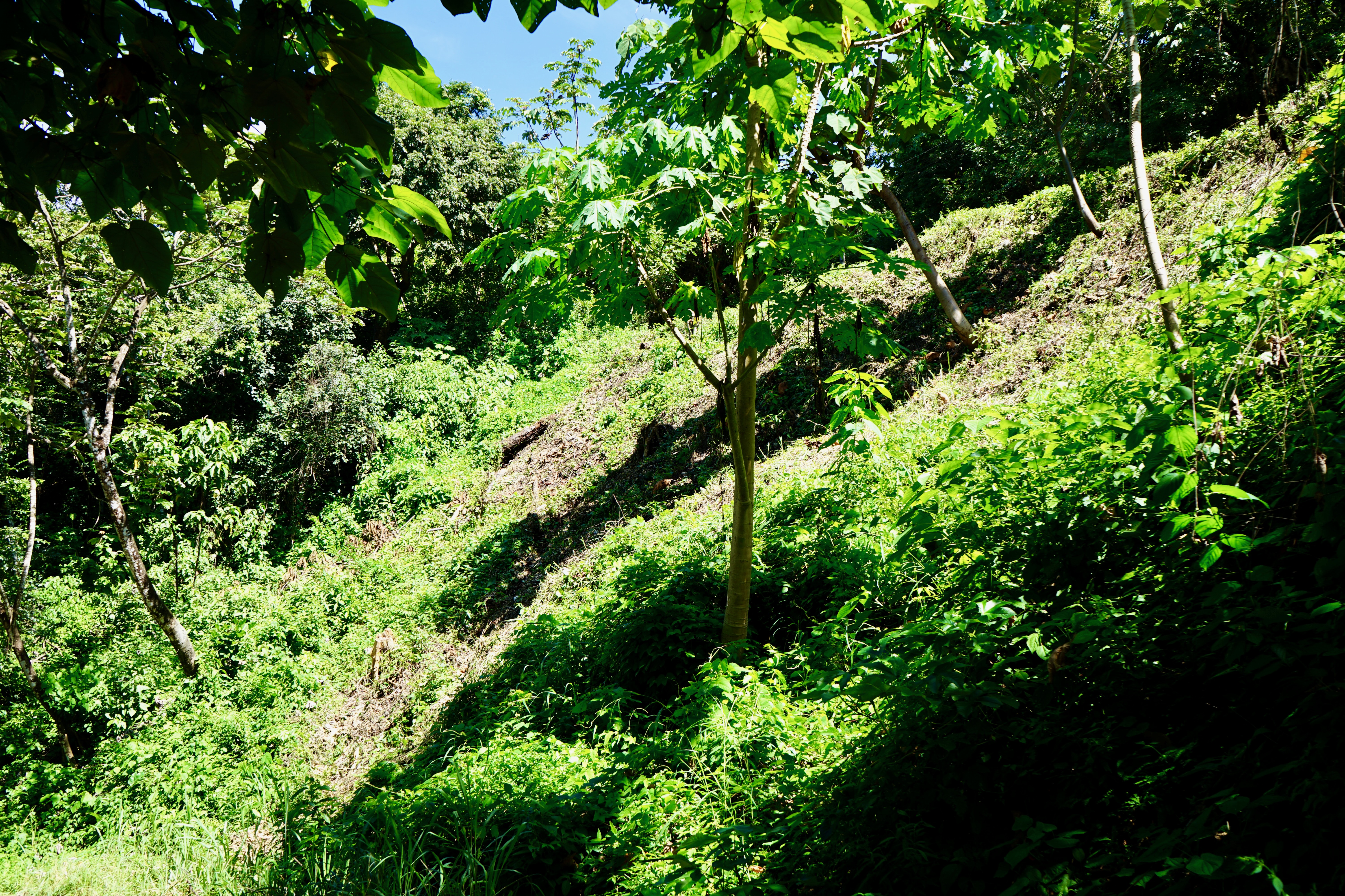 Nosara