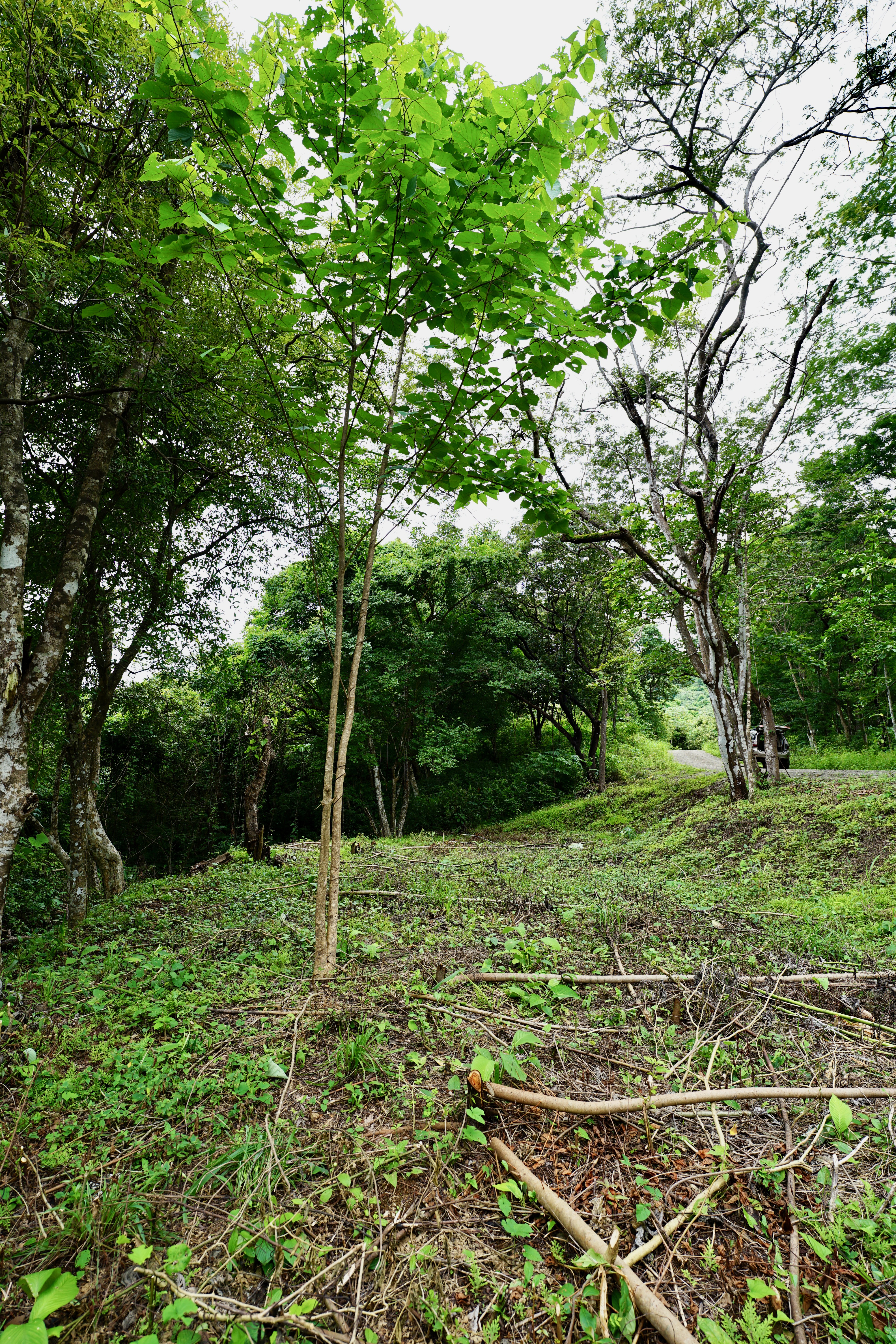 Located in the Delecias area just a short drive to the beach in Playa Garza.