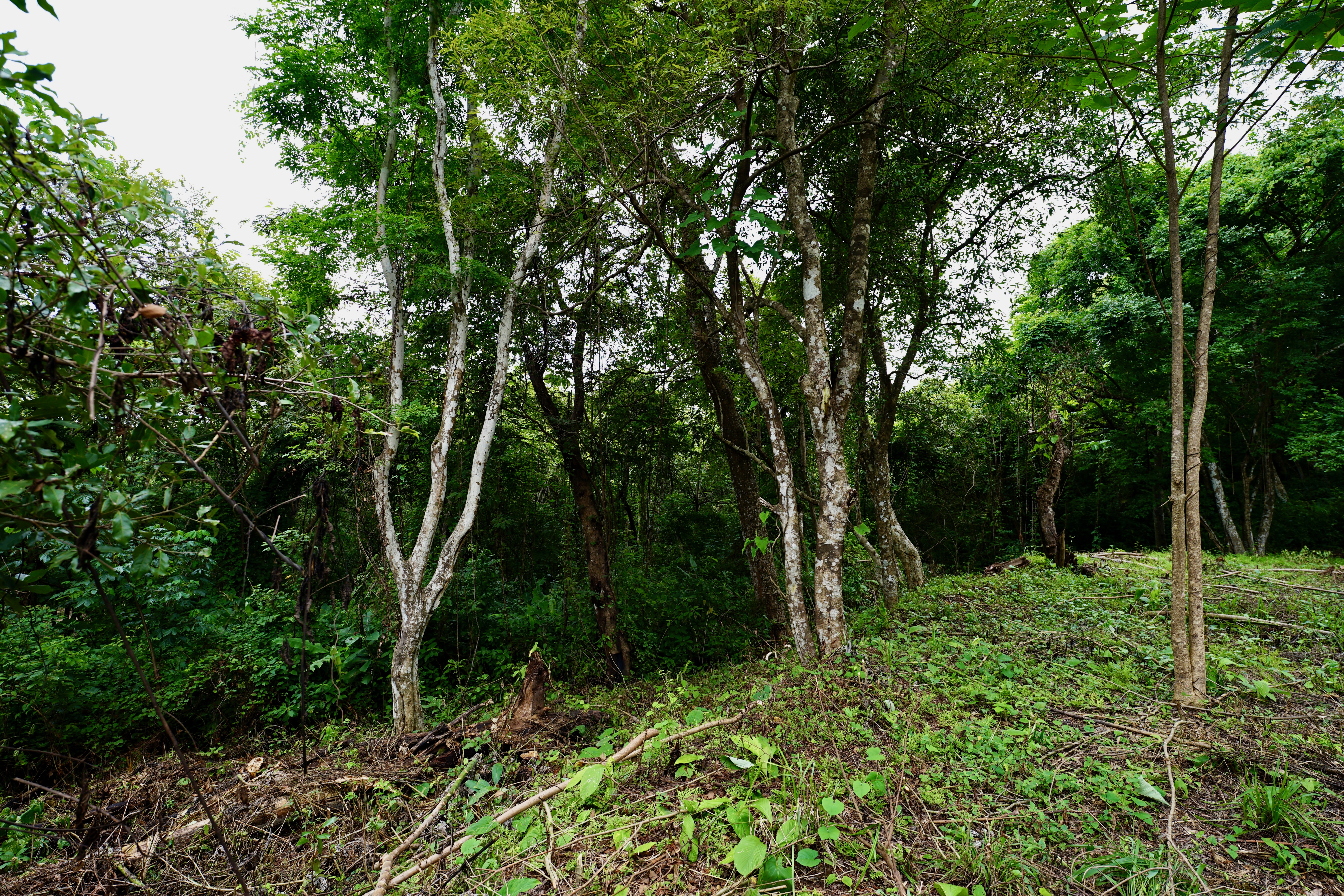 Located in the Delecias area just a short drive to the beach in Playa Garza.