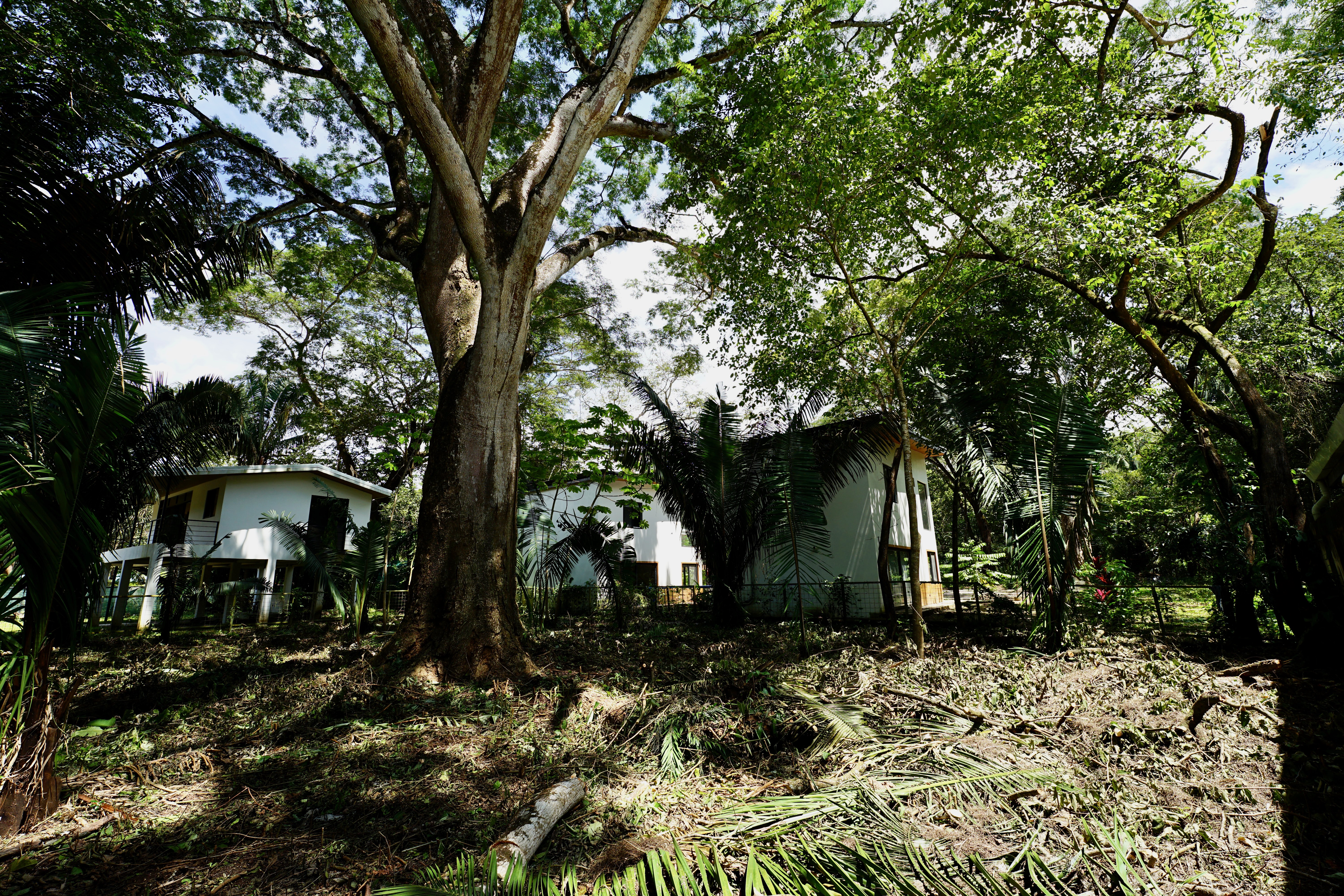Nosara